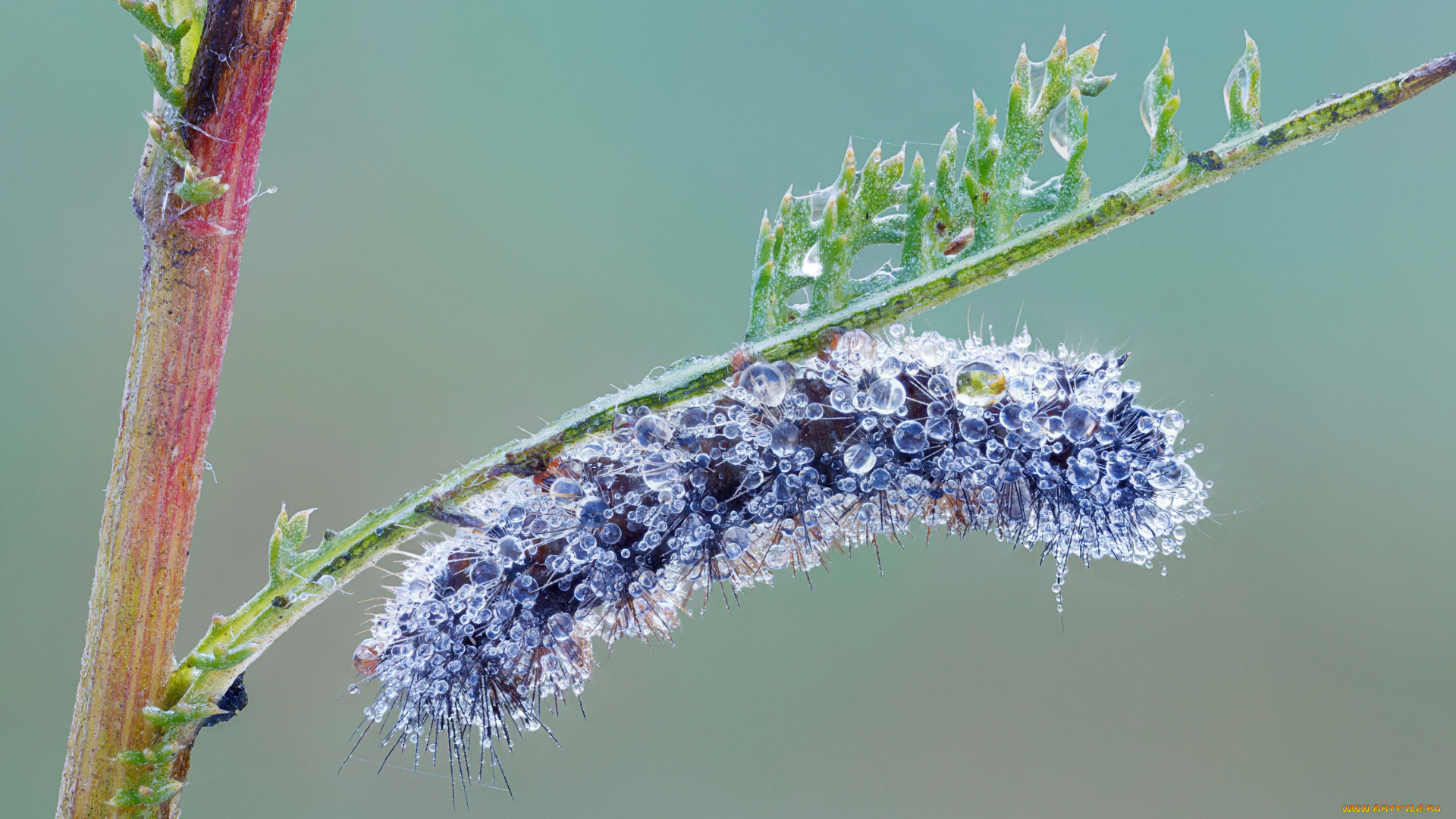 животные, гусеницы, капли, роса, гусеница, насекомое, травинка, утро, фон, макро