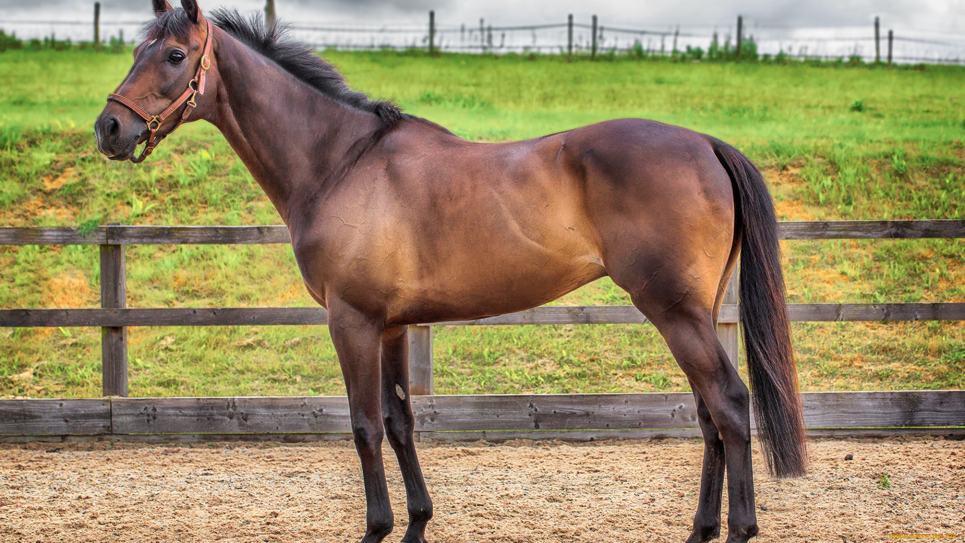 животные, лошади, лошадка, вольер