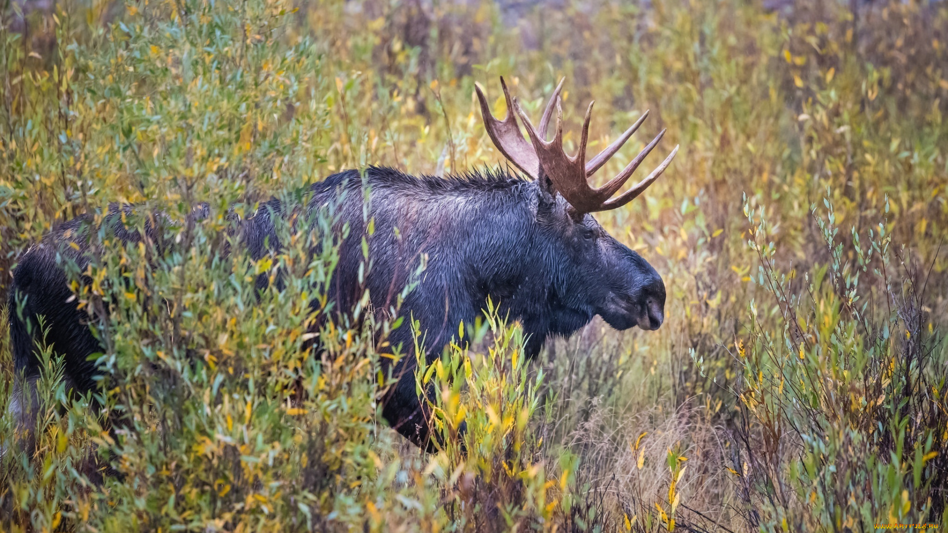 животные, лоси, профиль, рога, заросли, осень
