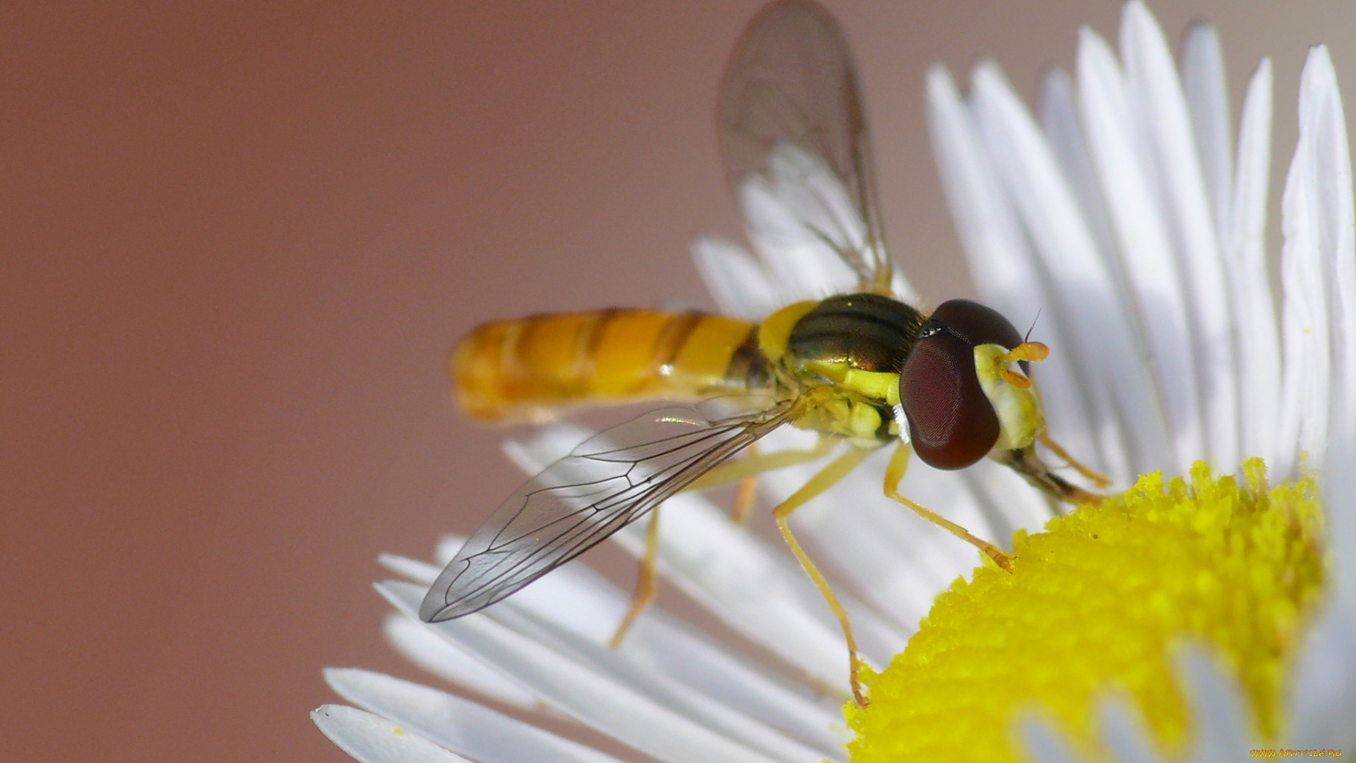 животные, насекомые, фон, макро, цветок, насекомое, муха, ромашка