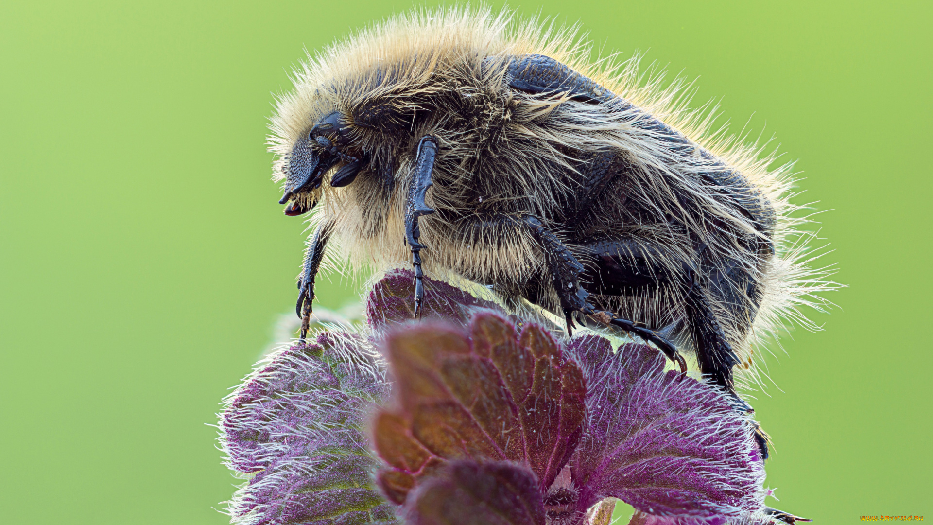животные, насекомые, зелёный, фон, растение, листья, жук, макро