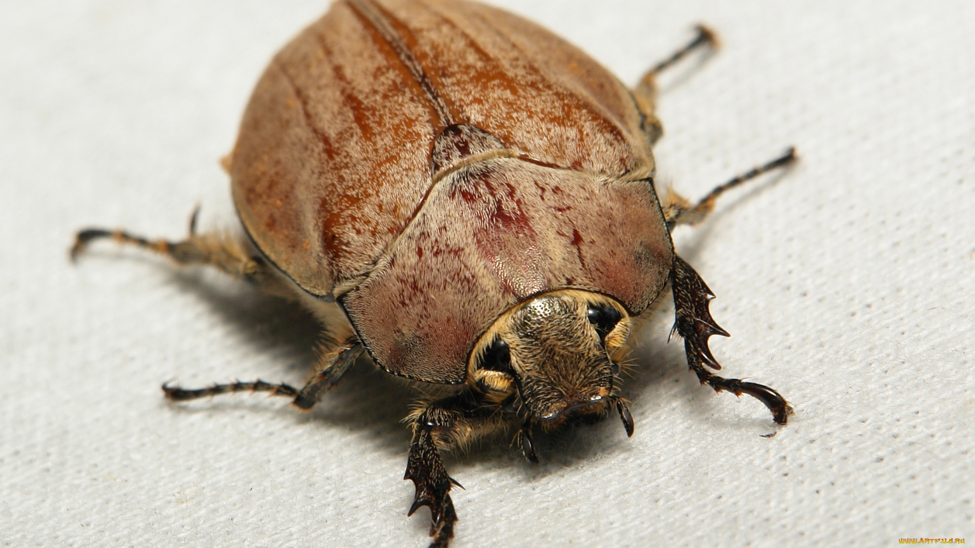 животные, насекомые, жук, макро, itchydogimages