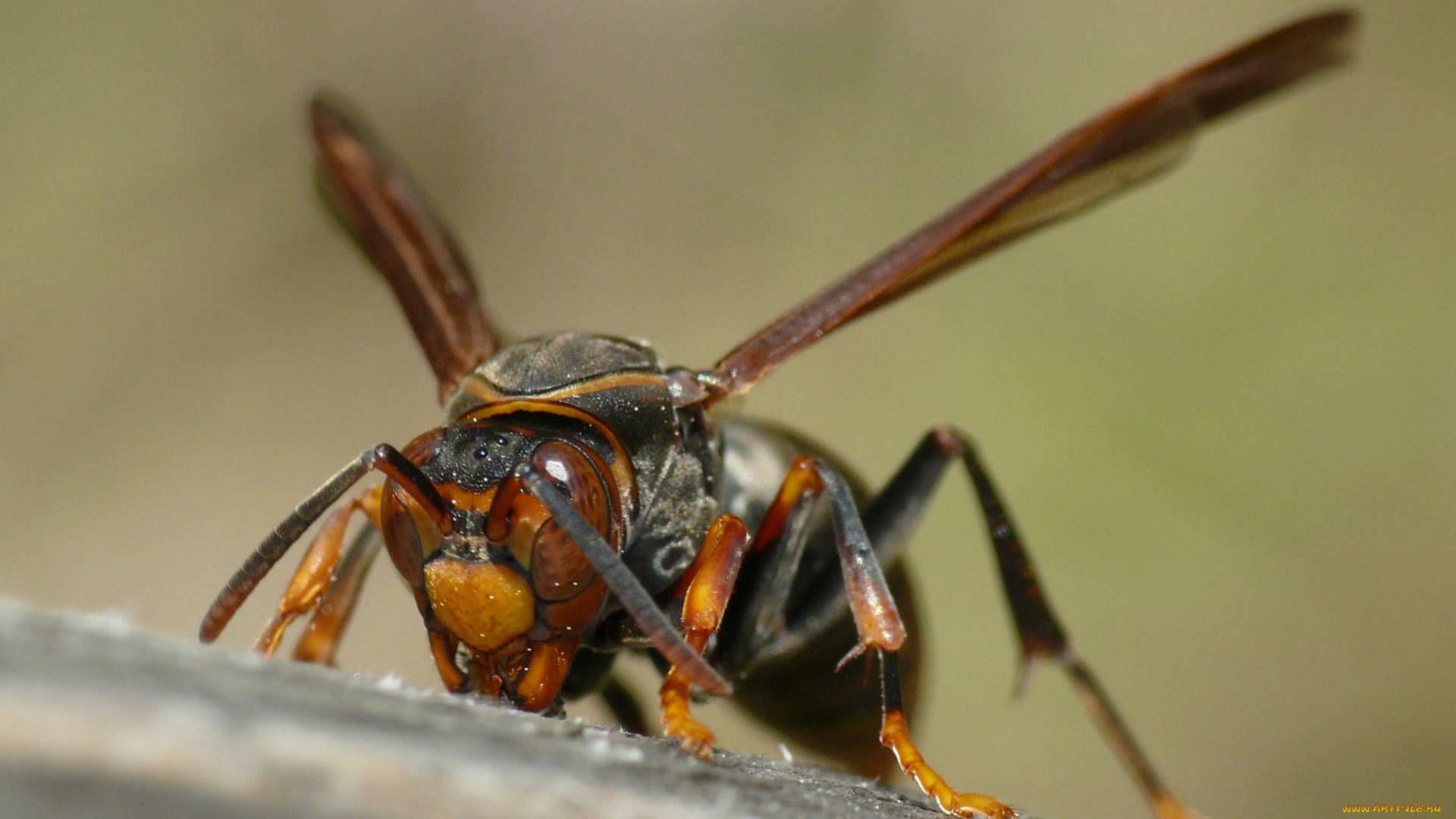 животные, пчелы, , осы, , шмели, оса, насекомое, макро