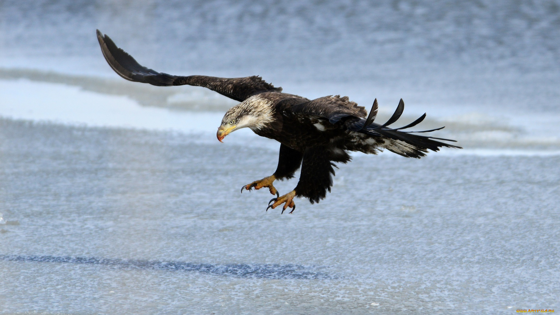 животные, птицы, -, хищники, орлан, хищник, крылья, полет, берег
