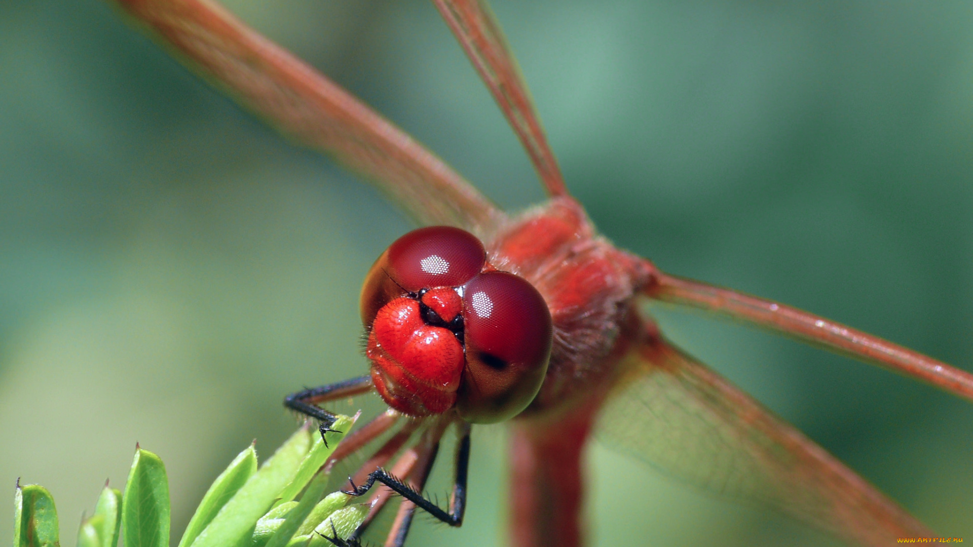 животные, стрекозы, крылья, фон, насекомое, стрекоза, макро