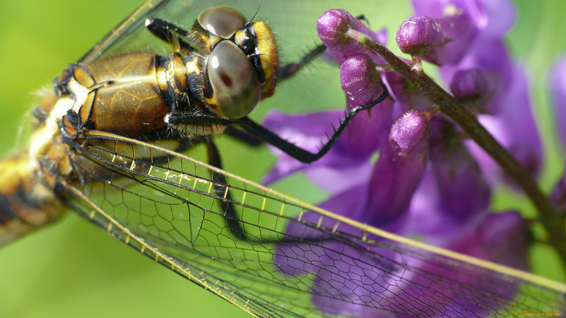 животные, стрекозы, макро, травинка, цветы, насекомое, утро, фон, стрекоза