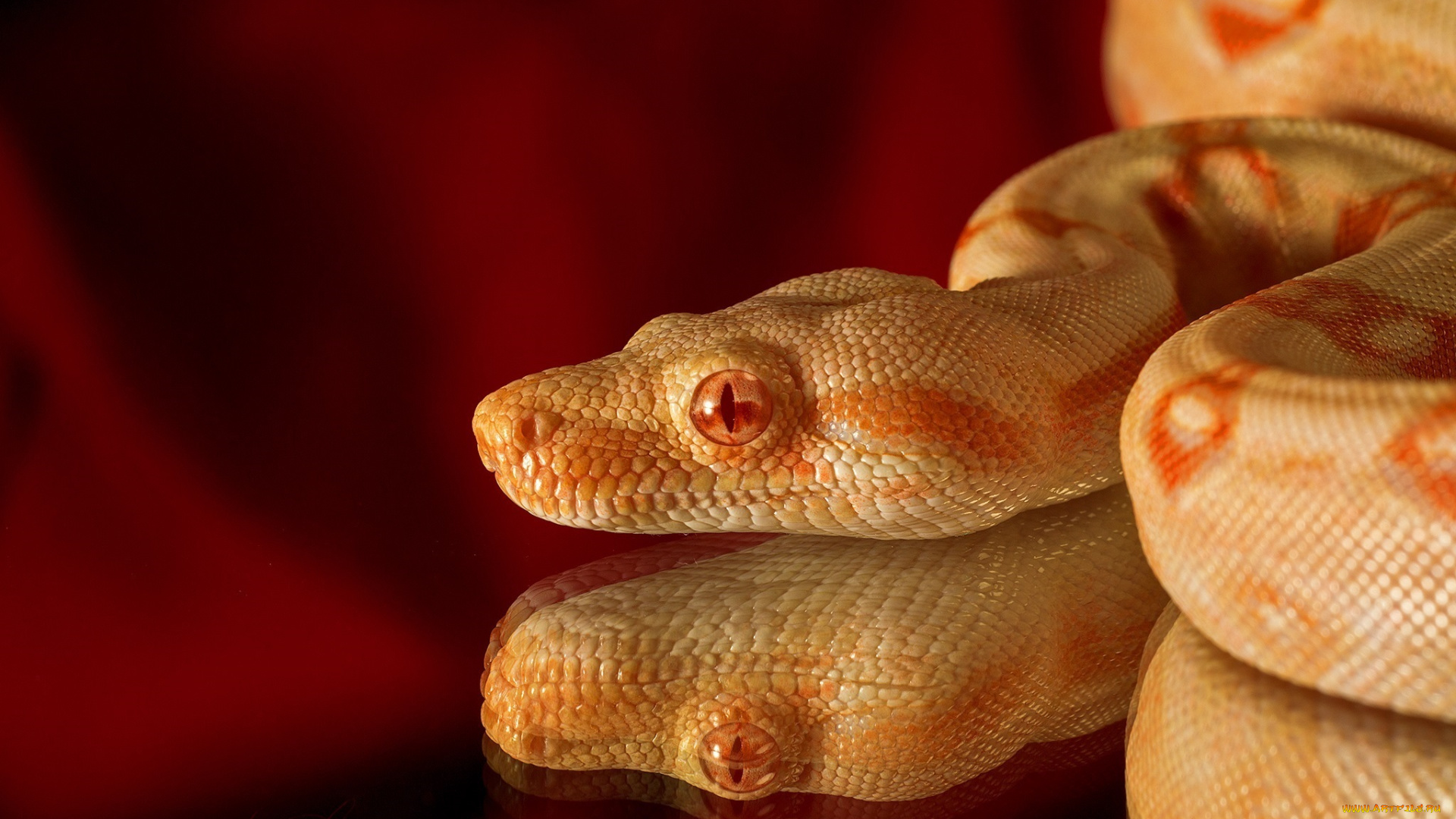 животные, змеи, , питоны, , кобры, голова, рептилия, альбинос, отражение, макро, красный