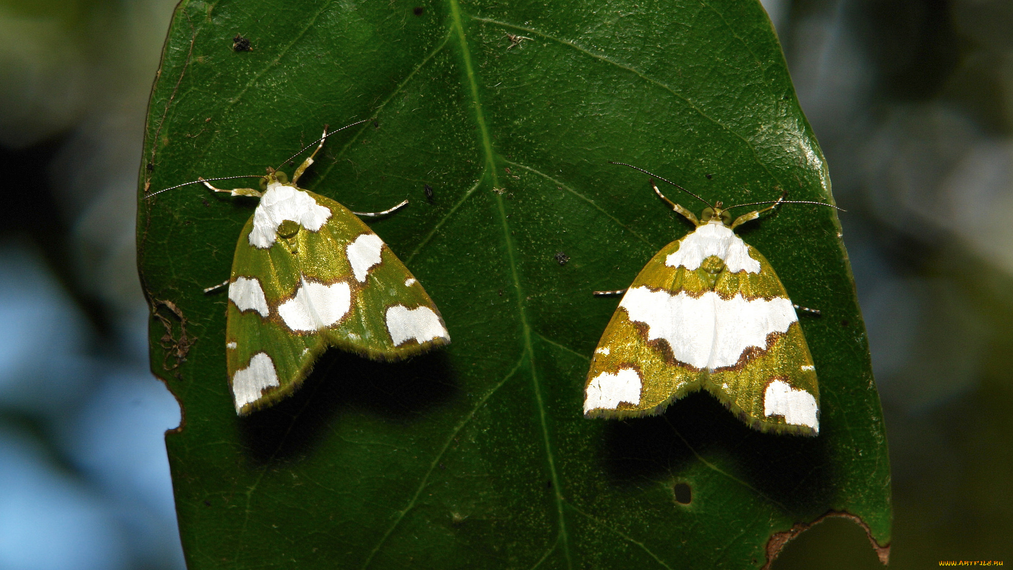 животные, бабочки, лист, моль, макро, itchydogimages