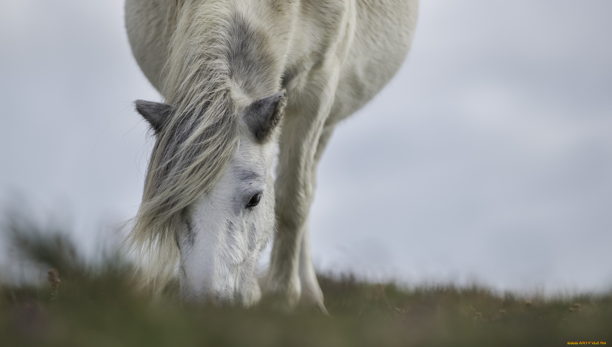 животные, лошади, морда, грива, челка, пастбище, трава