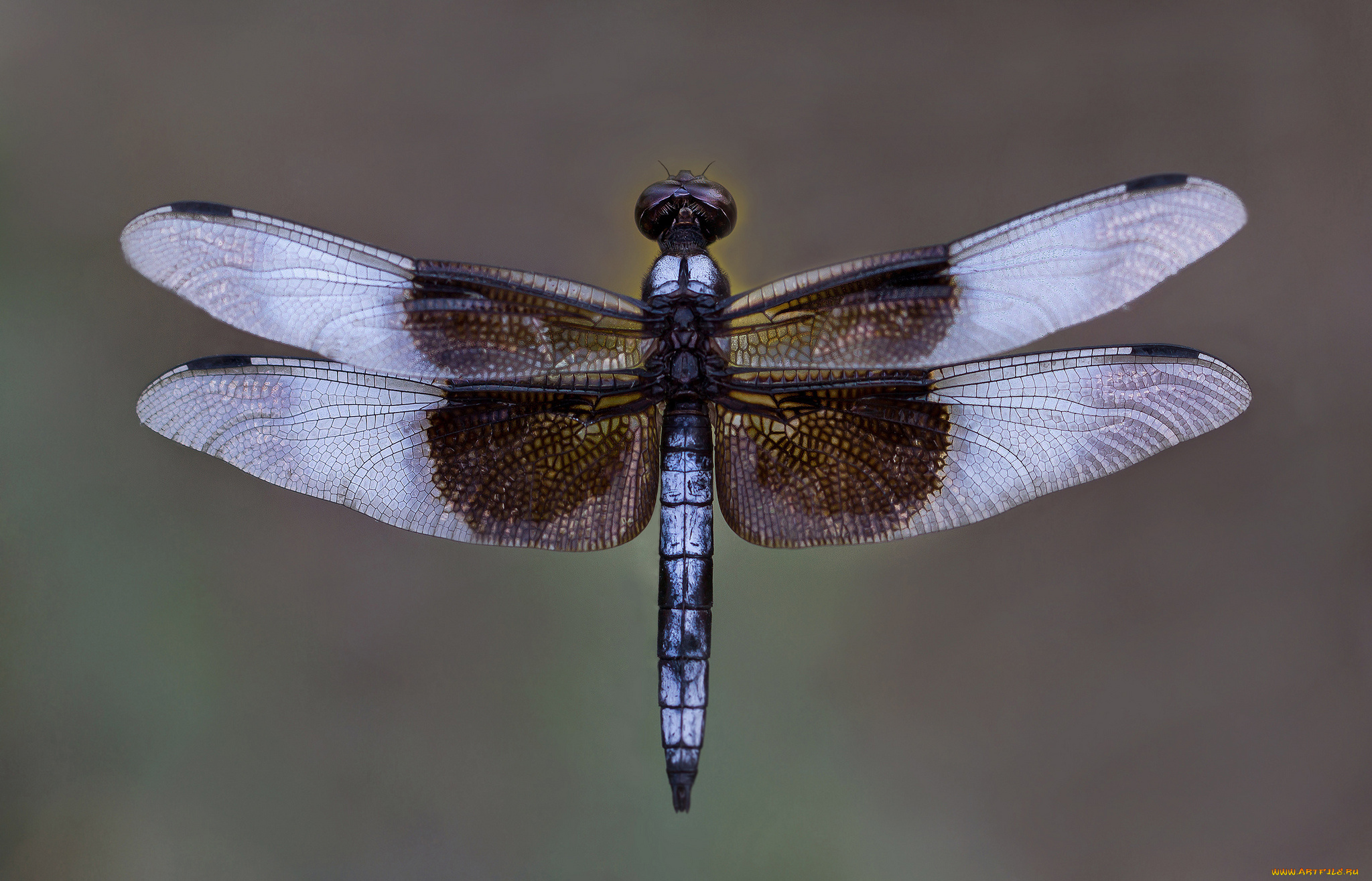 животные, стрекозы, макро, фон, насекомое, крылья, стрекоза