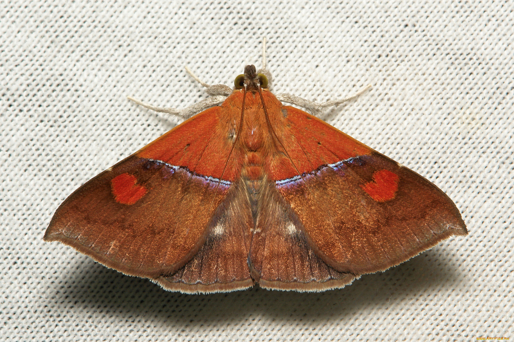 животные, бабочки, бабочка, моль, макро, itchydogimages