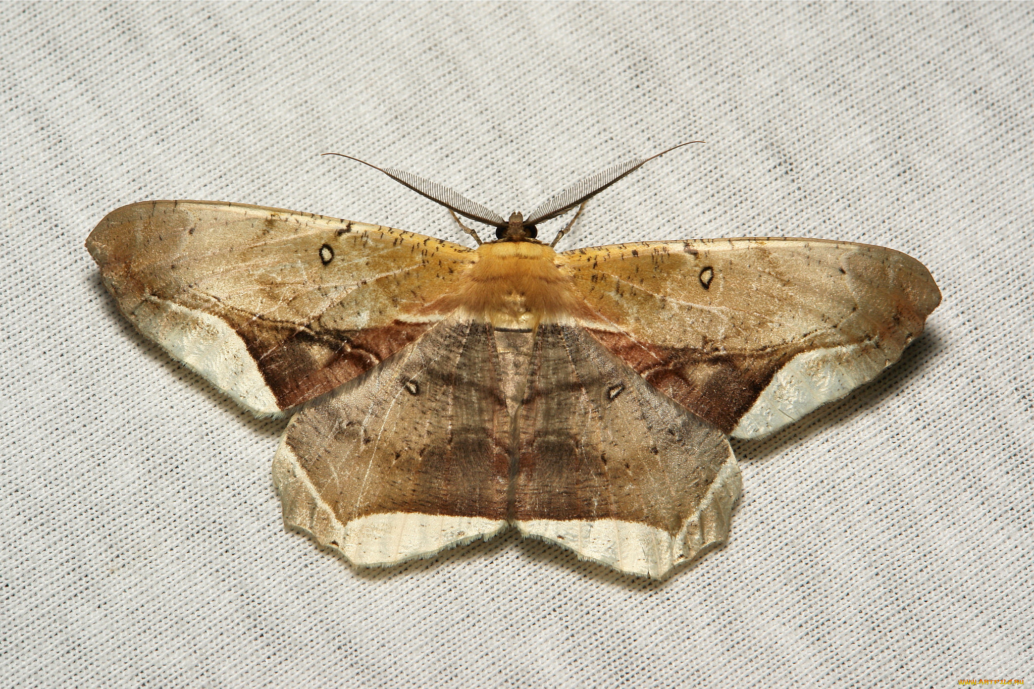 животные, бабочки, моль, макро, itchydogimages, мотылёк