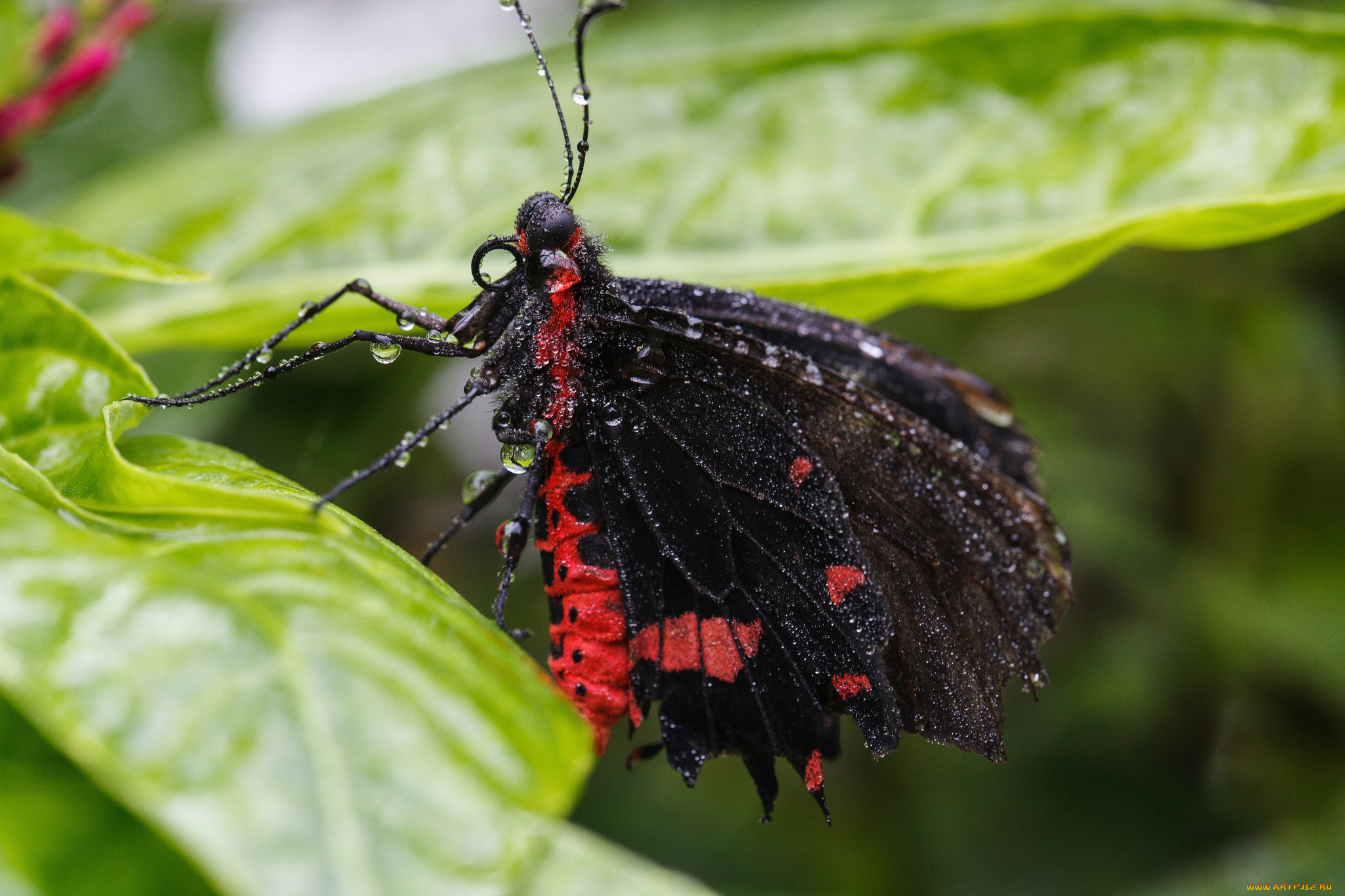 животные, бабочки, утро, насекомое, макро, травинка, фон