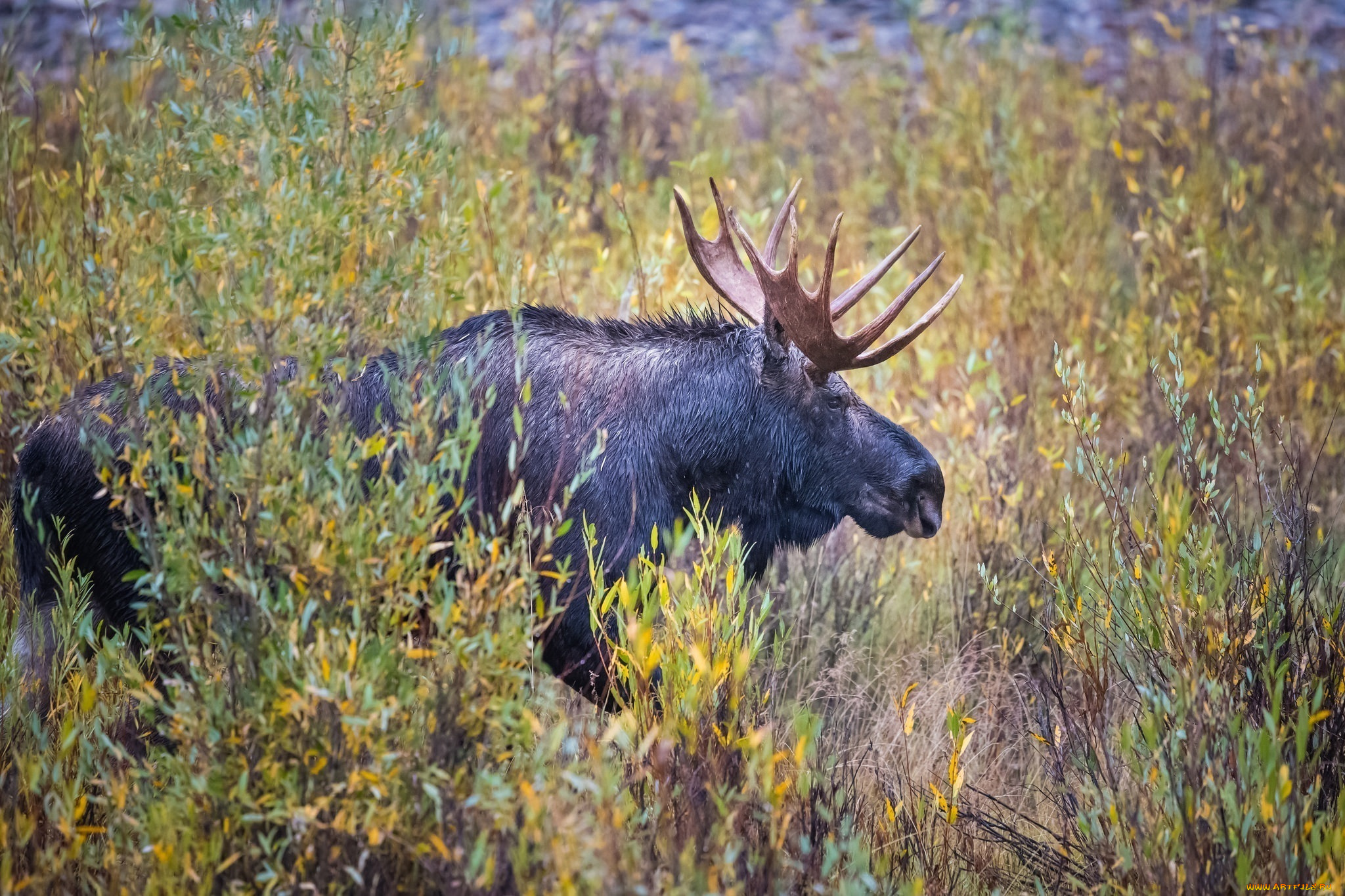 животные, лоси, профиль, рога, заросли, осень