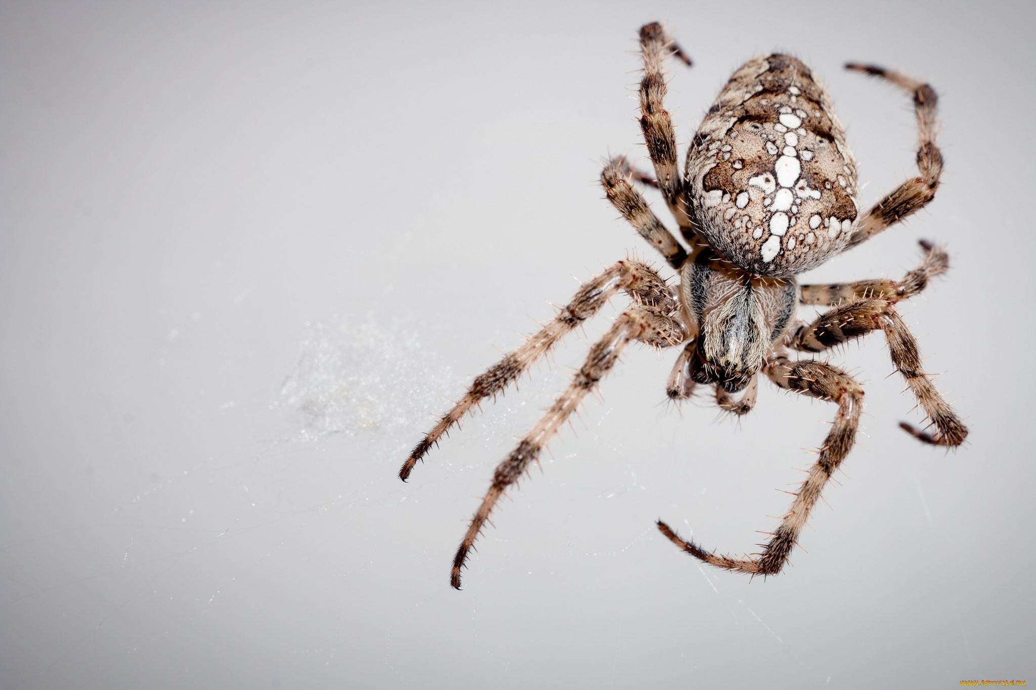 животные, пауки, паутина, макро