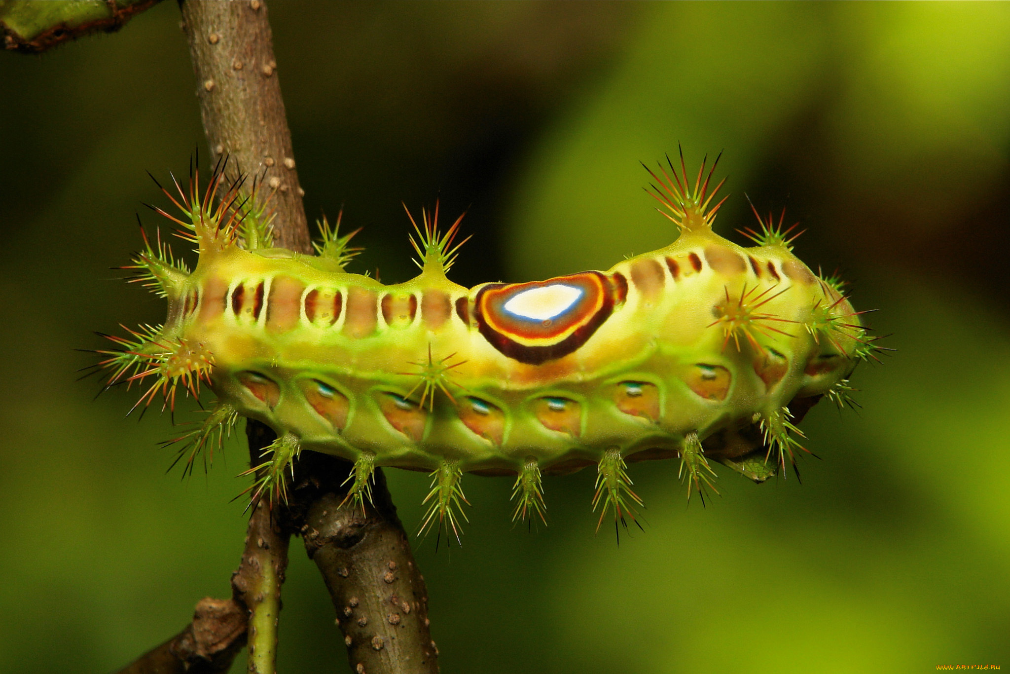 животные, гусеницы, макро, itchydogimages, гусеница, листья, веточка