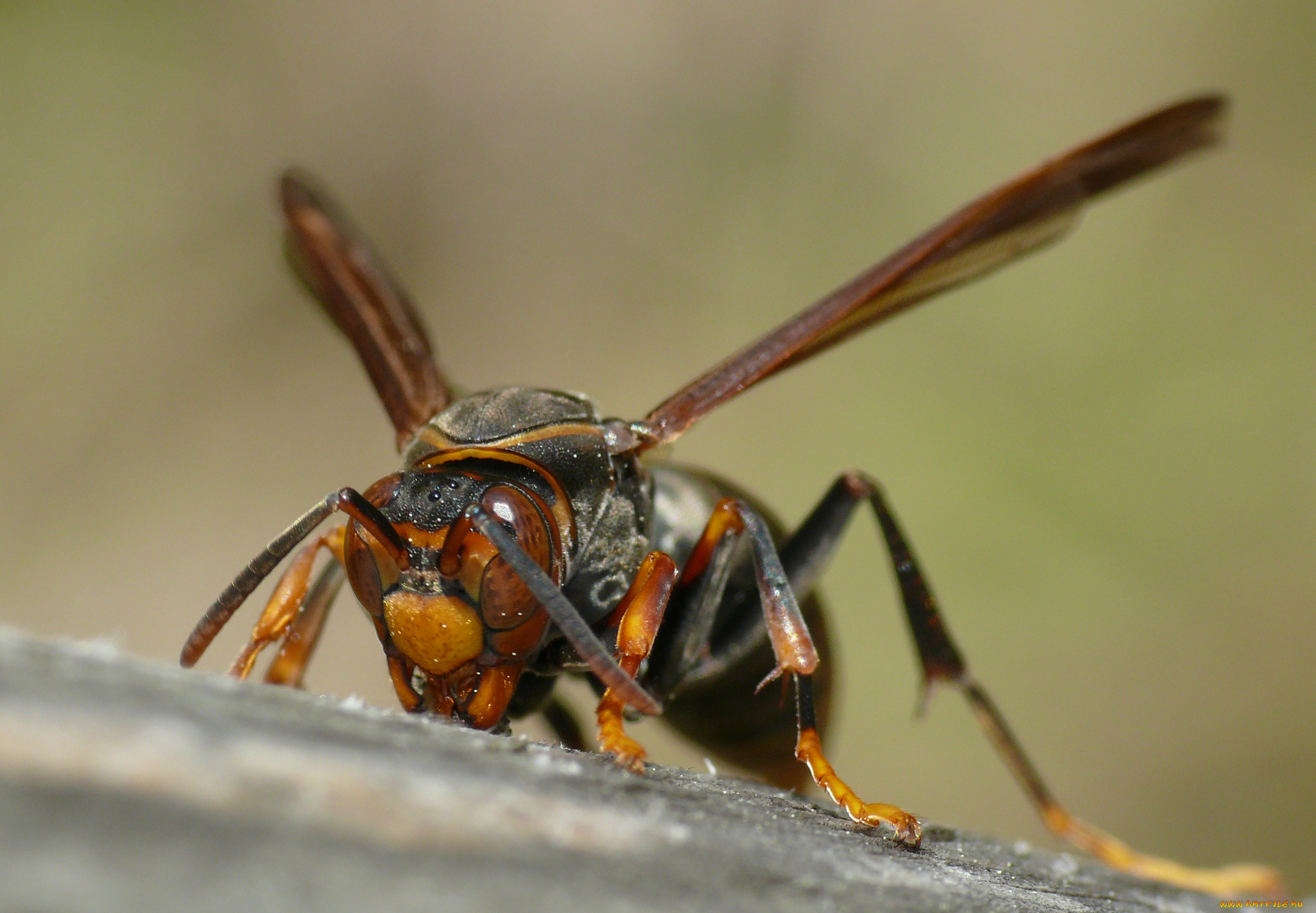 животные, пчелы, , осы, , шмели, оса, насекомое, макро