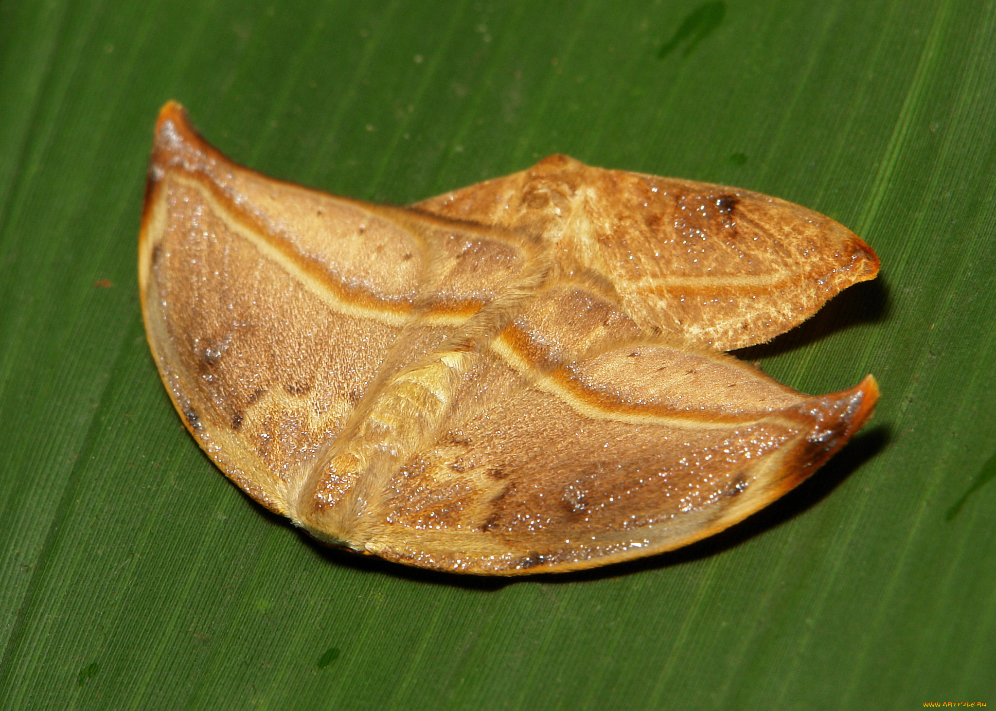 животные, бабочки, itchydogimages, макро, моли, пара, лист