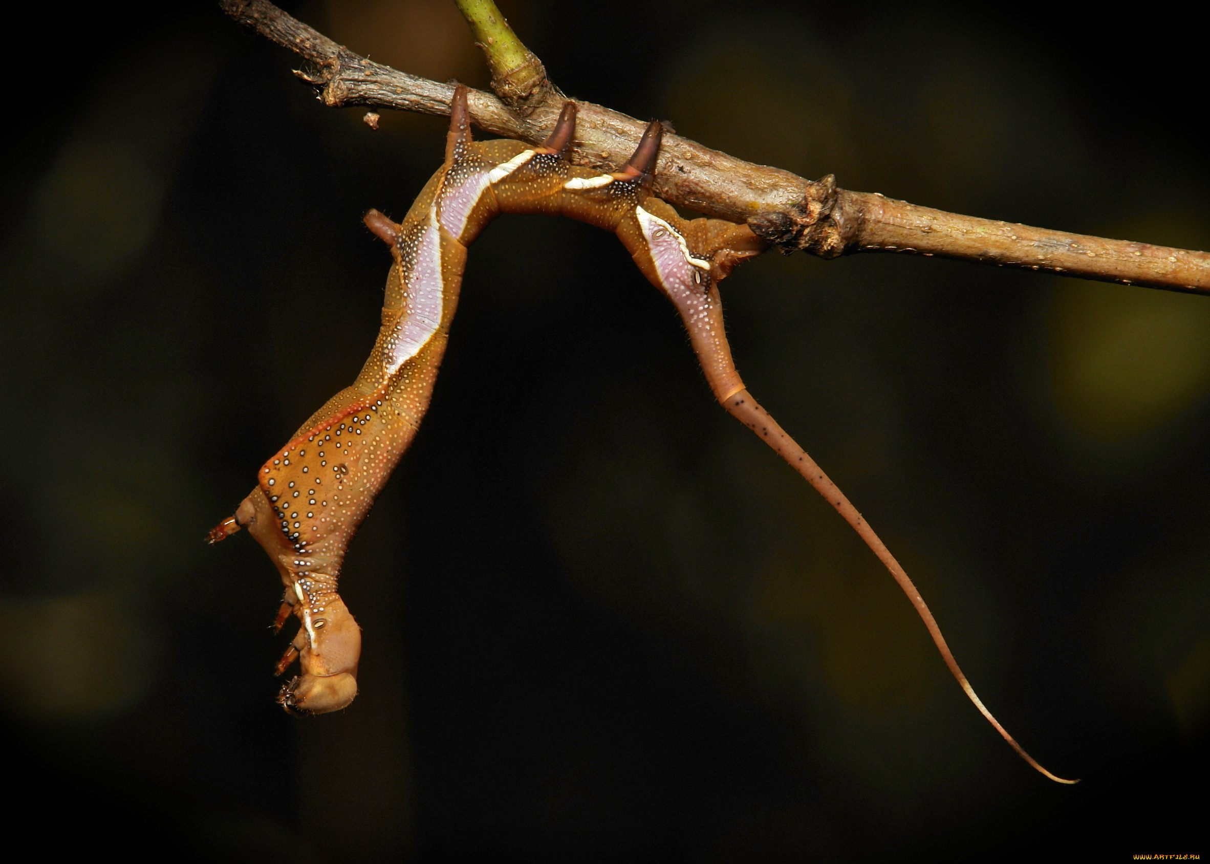 животные, гусеницы, веточка, макро, itchydogimages, гусеница