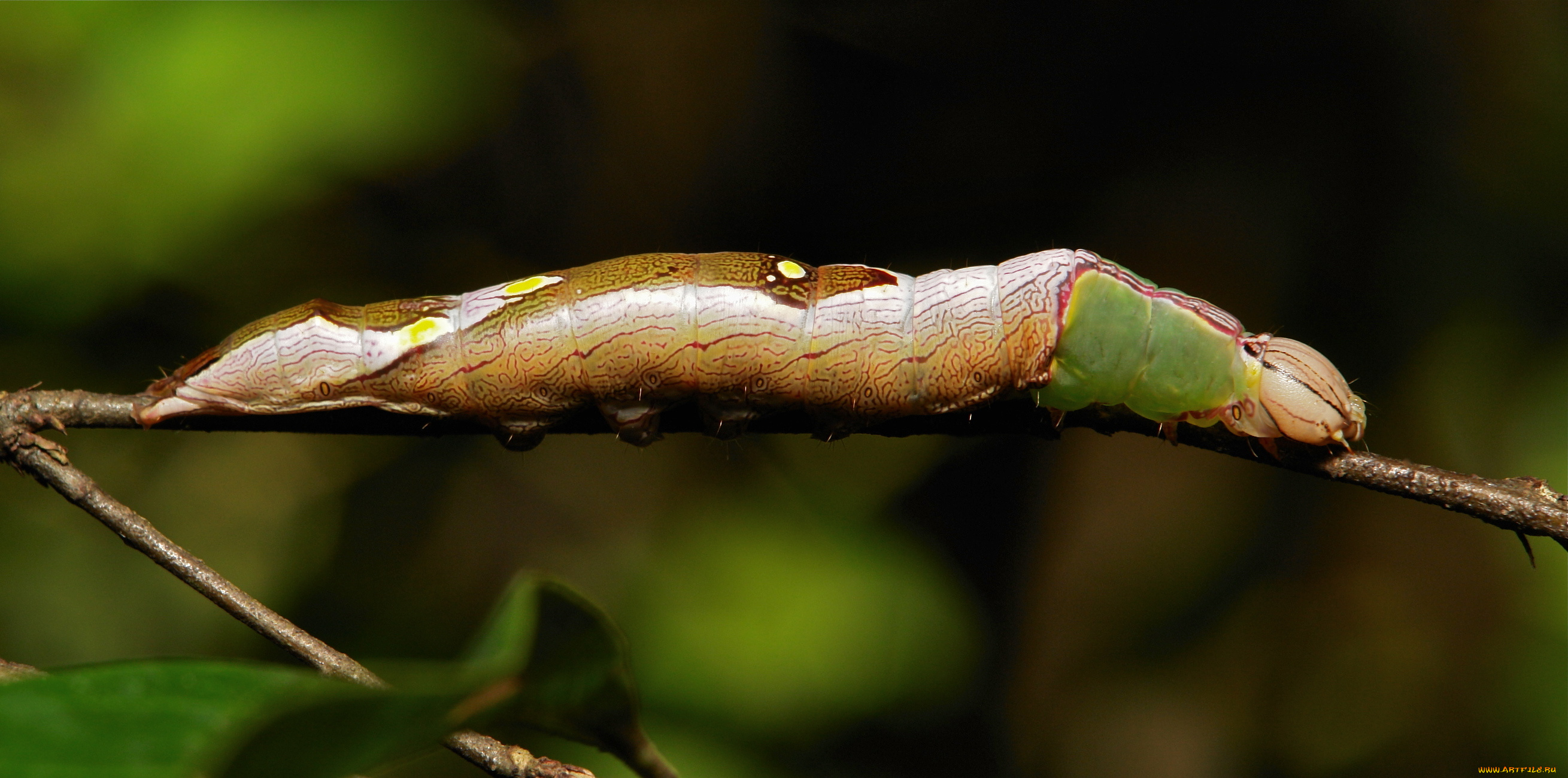 животные, гусеницы, гусеница, веточка, макро, itchydogimages
