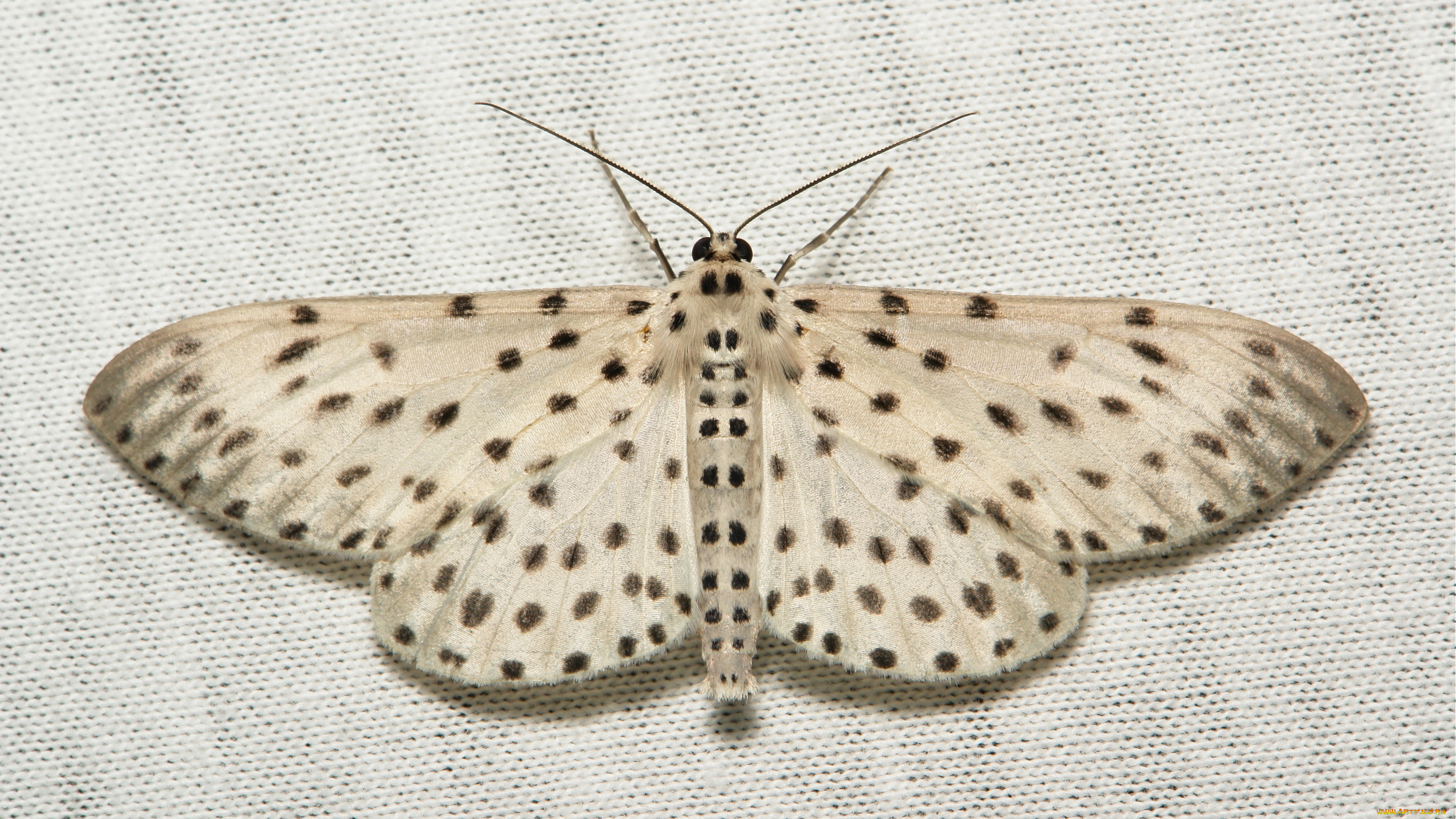 животные, бабочки, крылья, моль, вязаное, полотно, макро, itchydogimages