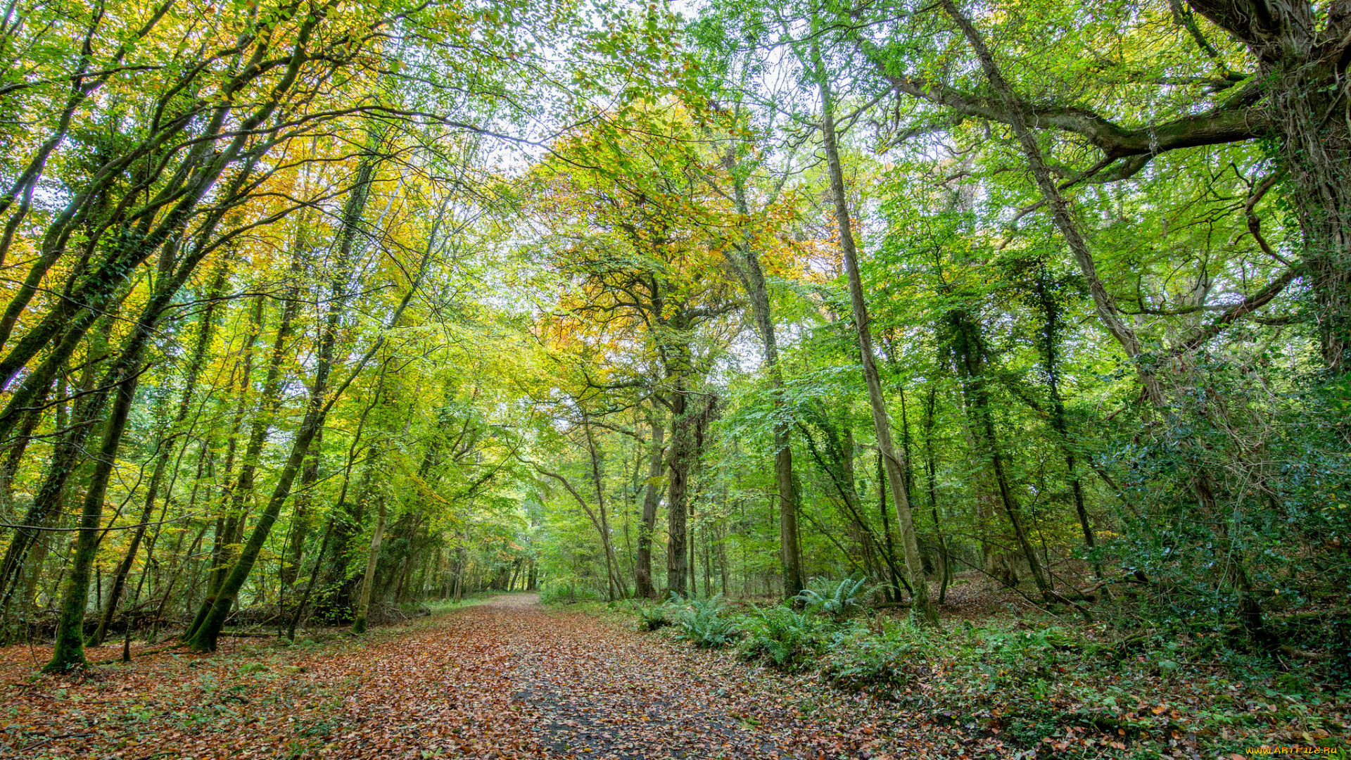 природа, дороги, тракт