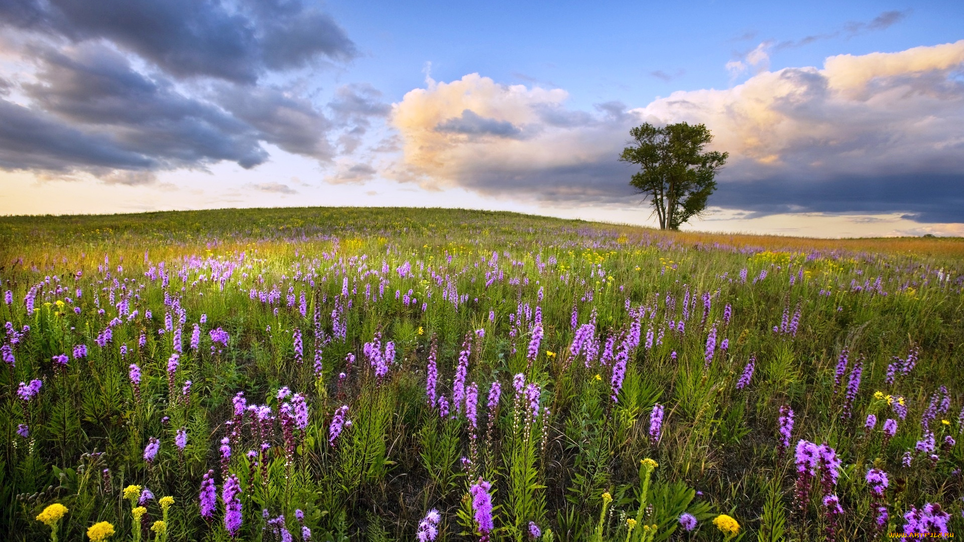 природа, луга, луг, дерево, облака, цветы, трава