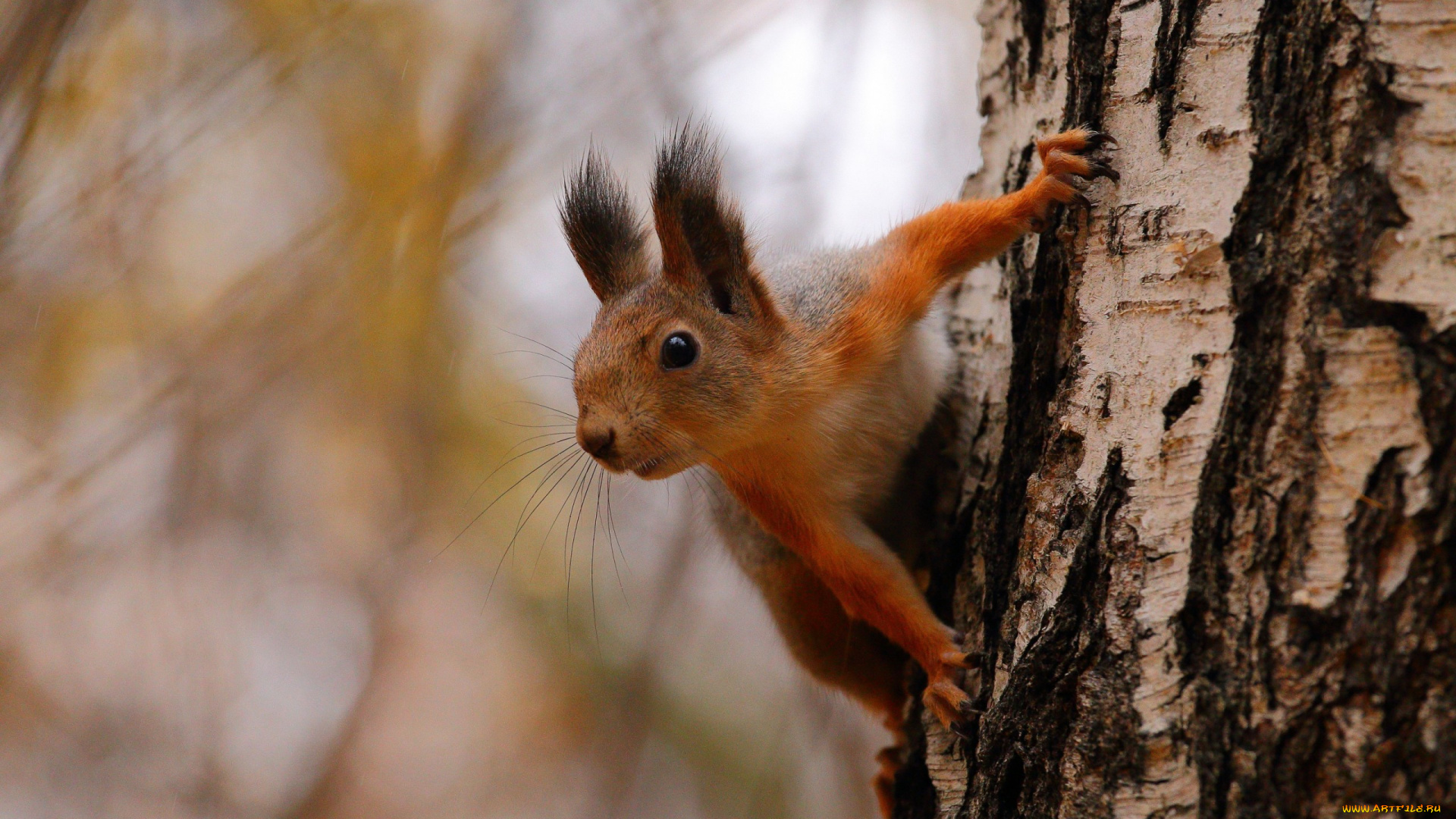 животные, белки, белка, рыжая, дерево, ствол