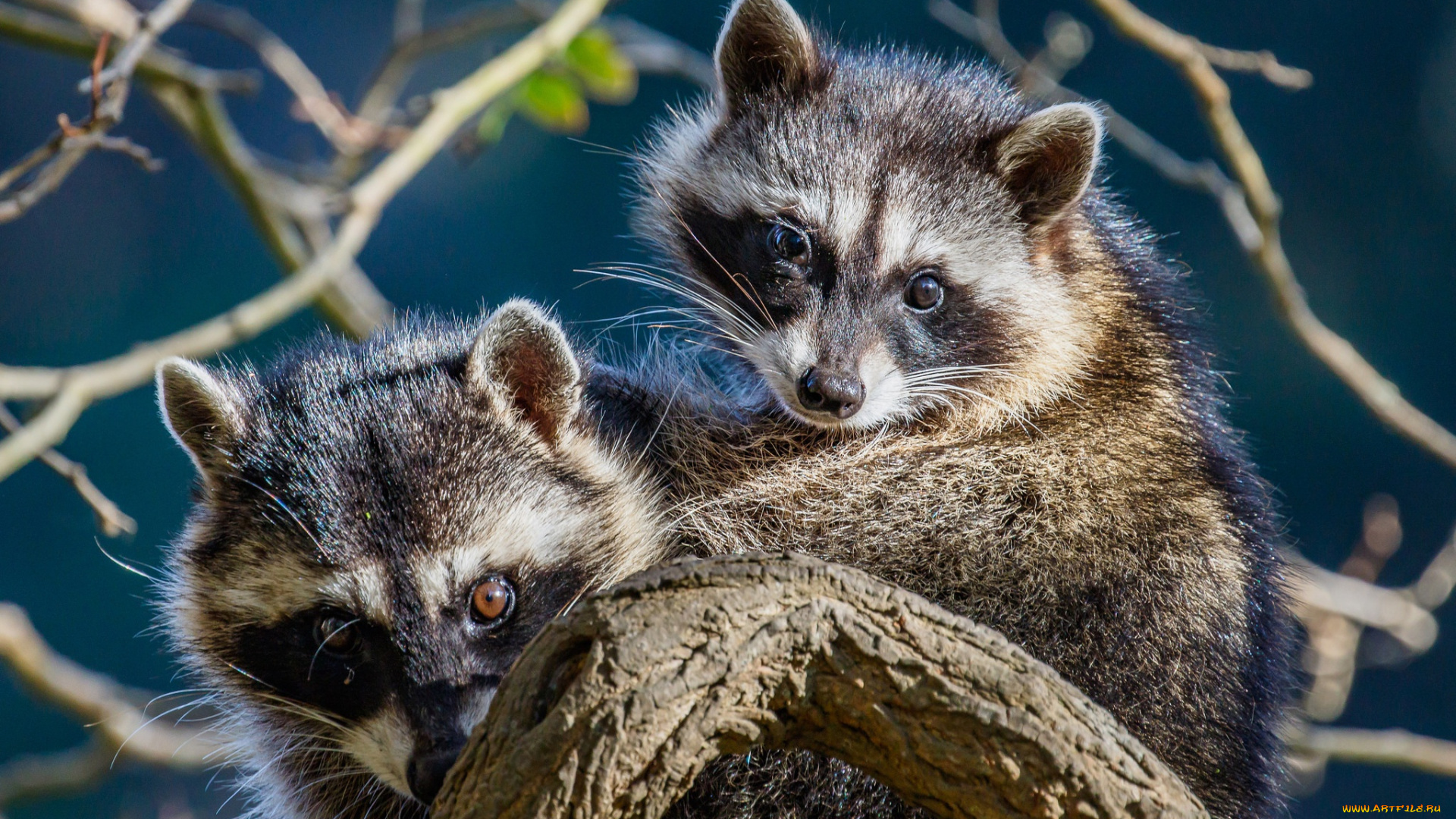 животные, еноты, ветки, парочка