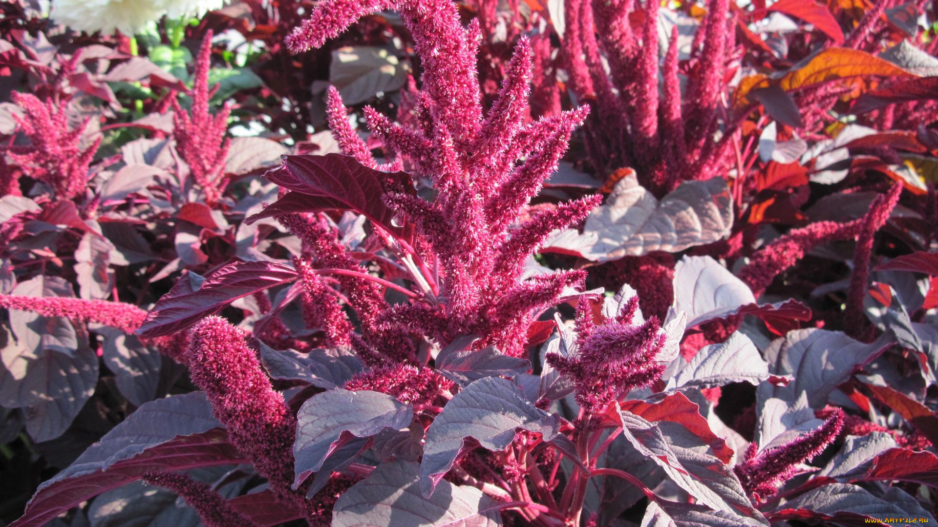 цветы, амаранты, пушистый