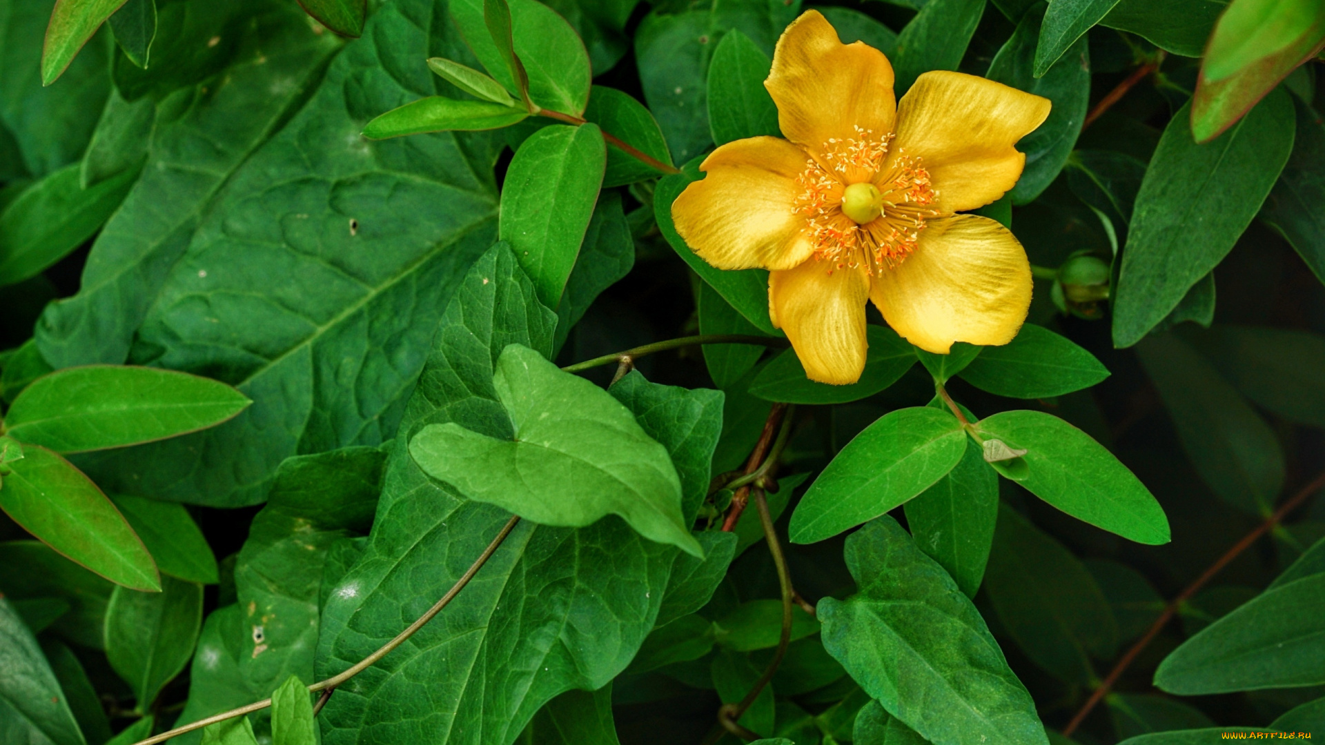 цветы, анемоны, , сон-трава, желтый, зеленый