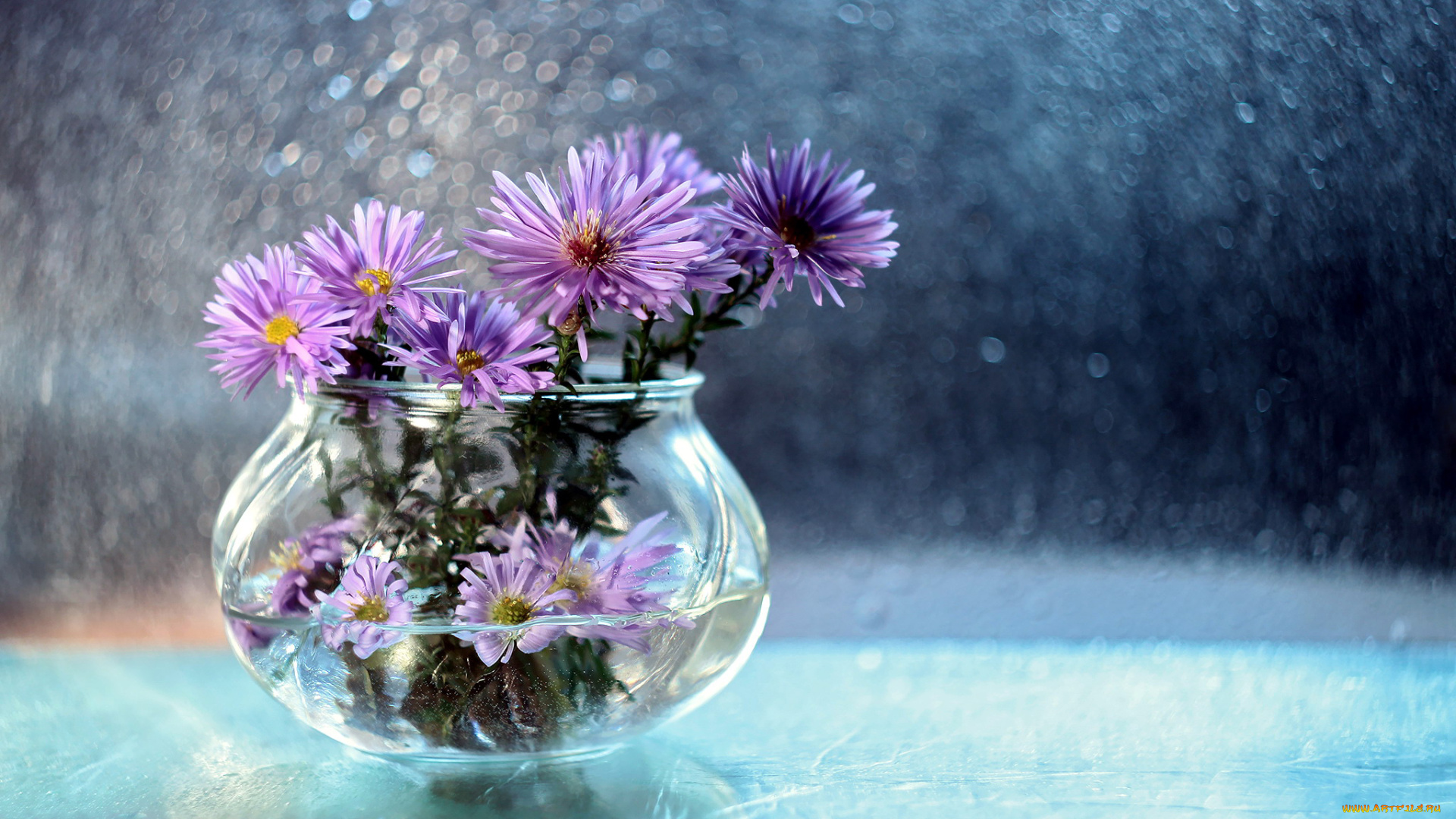 цветы, астры, боке