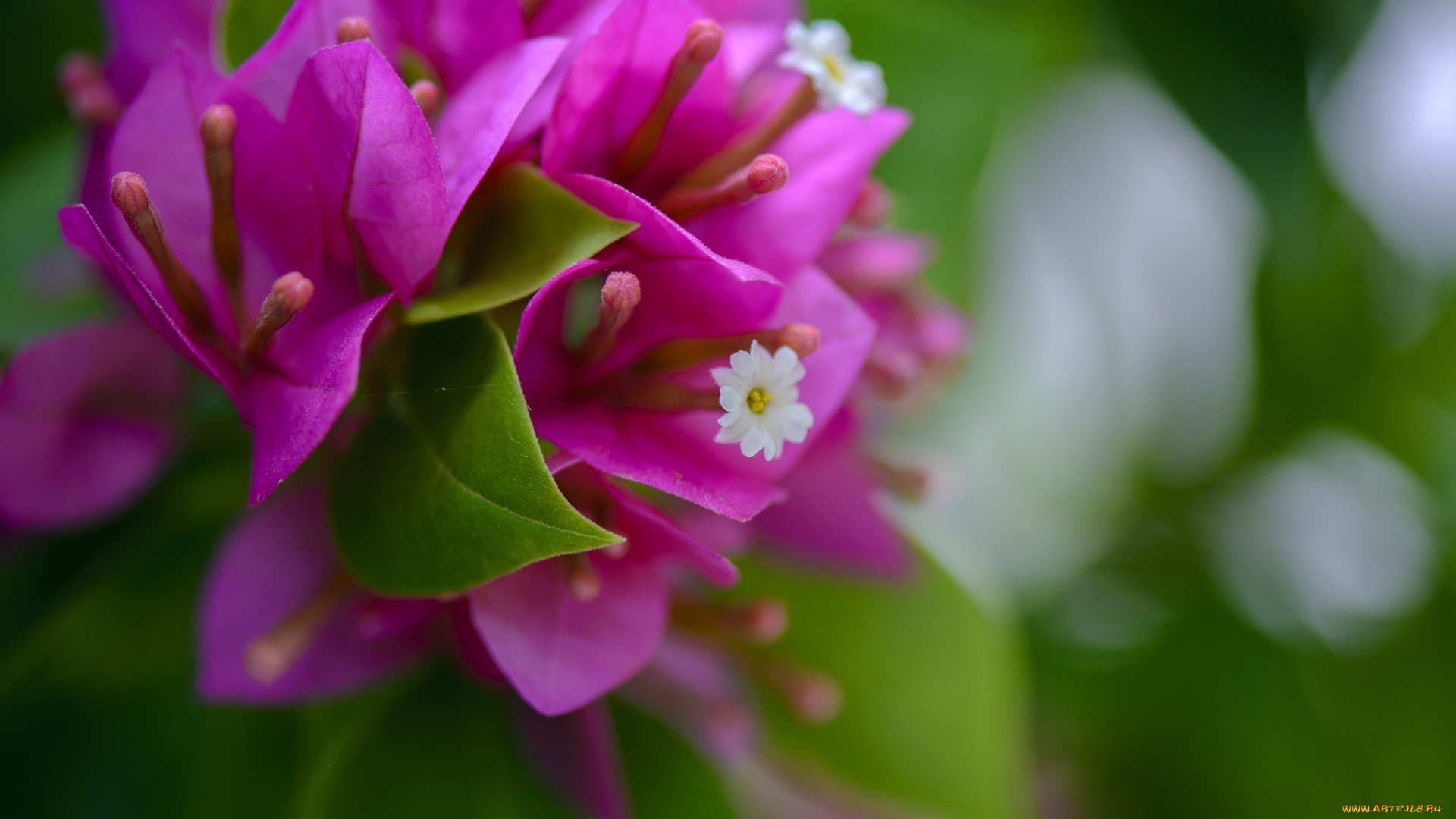 цветы, бугенвиллея, розовы, цветение, листья, белые