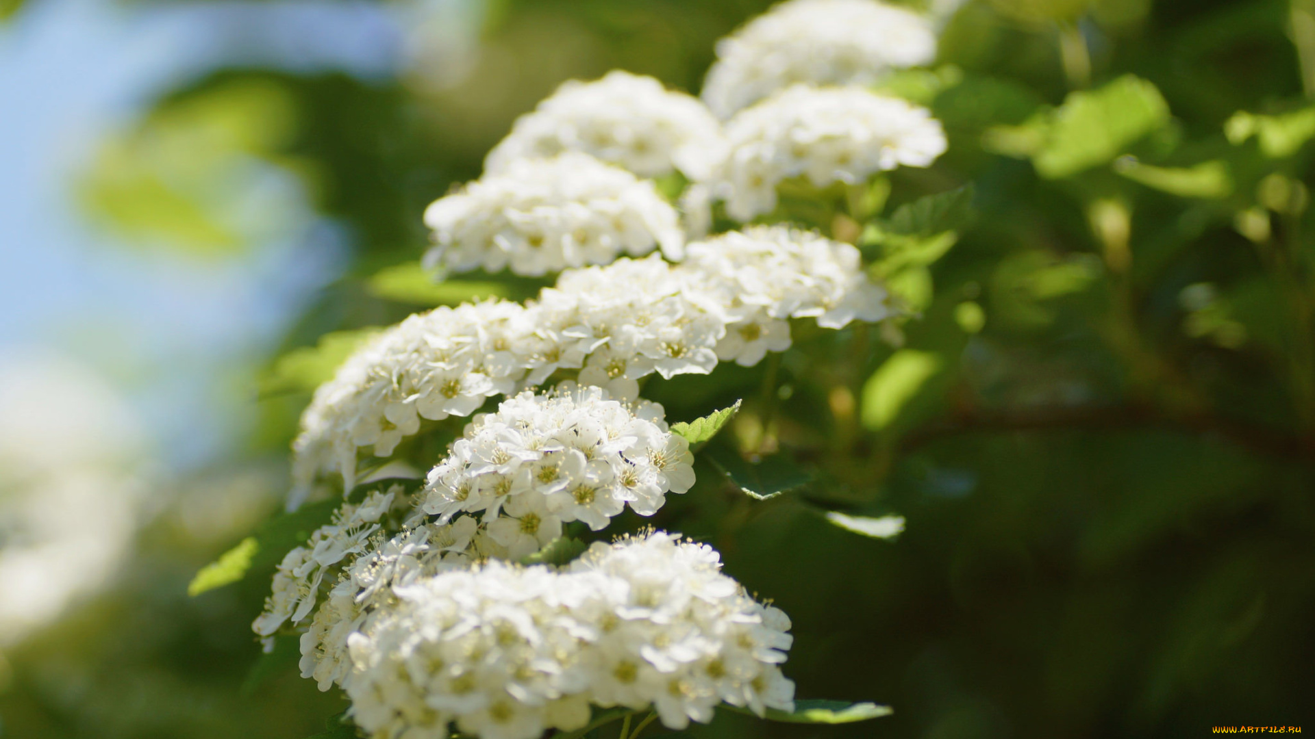 цветы, цветущие, деревья, , , кустарники, белые, кустарник, лето, цветение