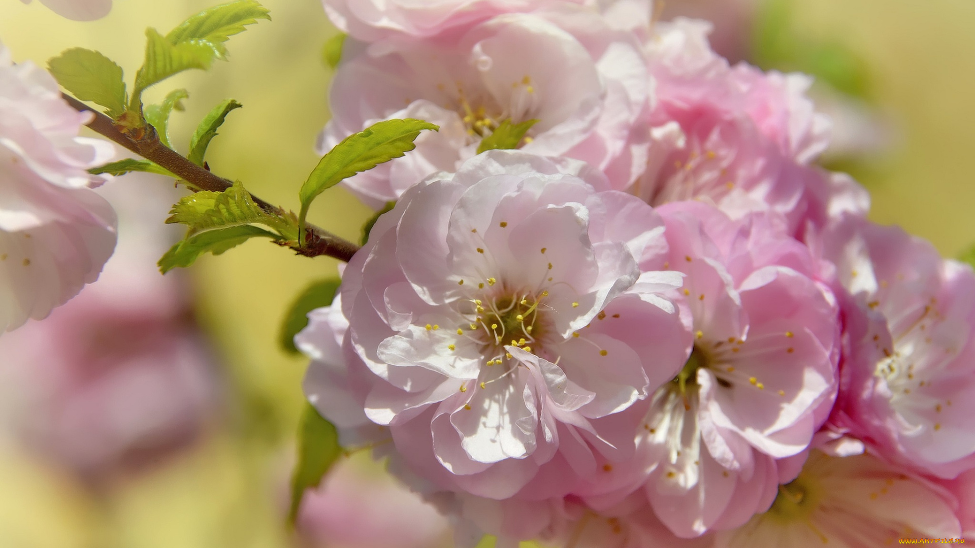 цветы, цветущие, деревья, , , кустарники, весна, цветение, природа, миндаль, праздник, май, красота