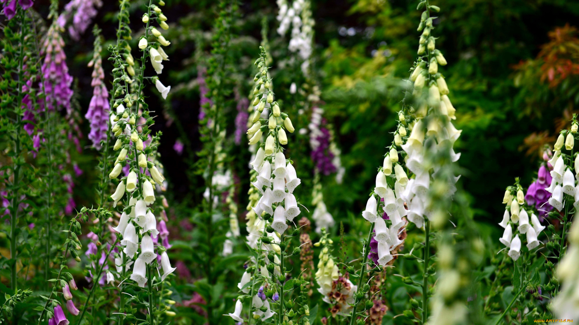 цветы, дигиталис, , наперстянка