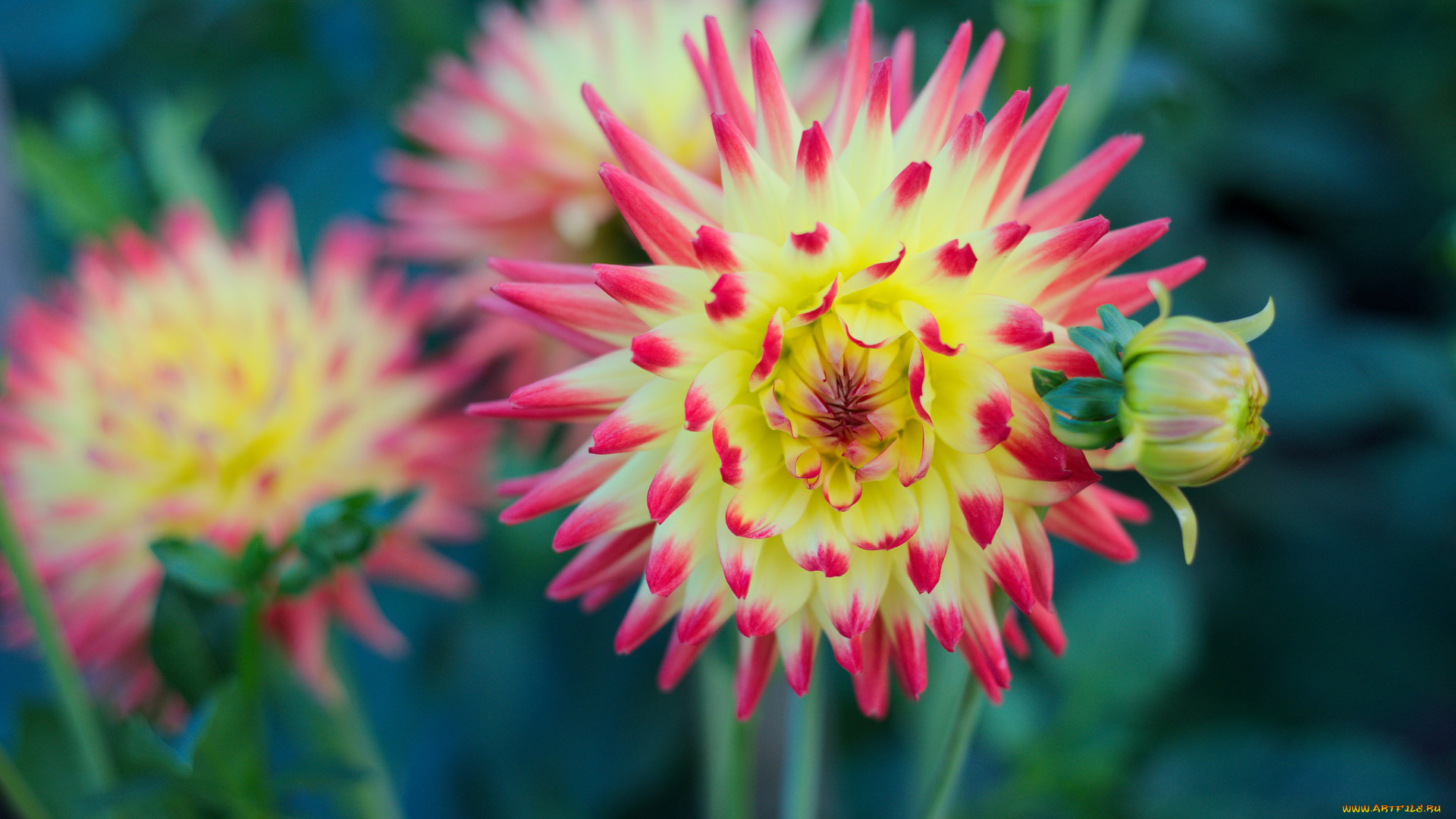 цветы, георгины, цветение, георгин, бутон, лепестки