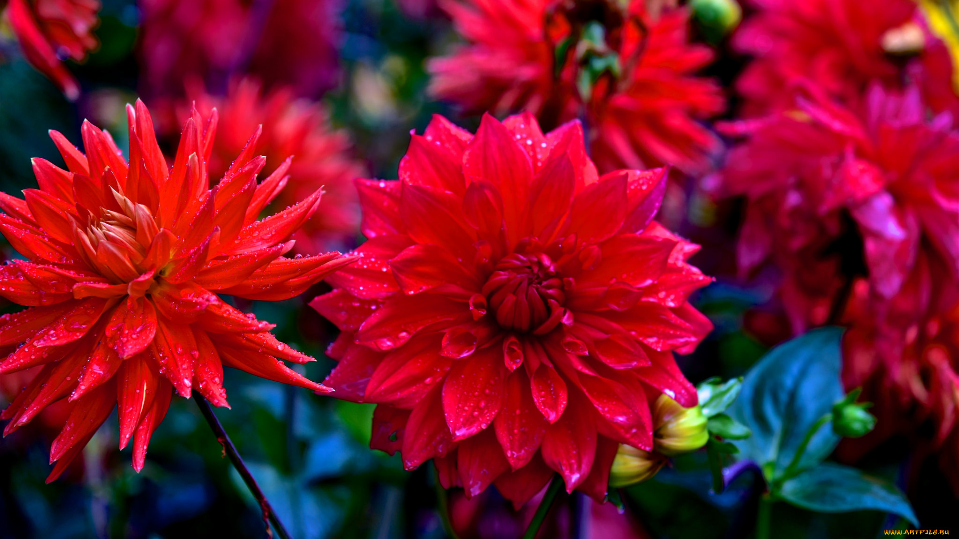 цветы, георгины, георгин, цветение, бутоны, лепестки, красный