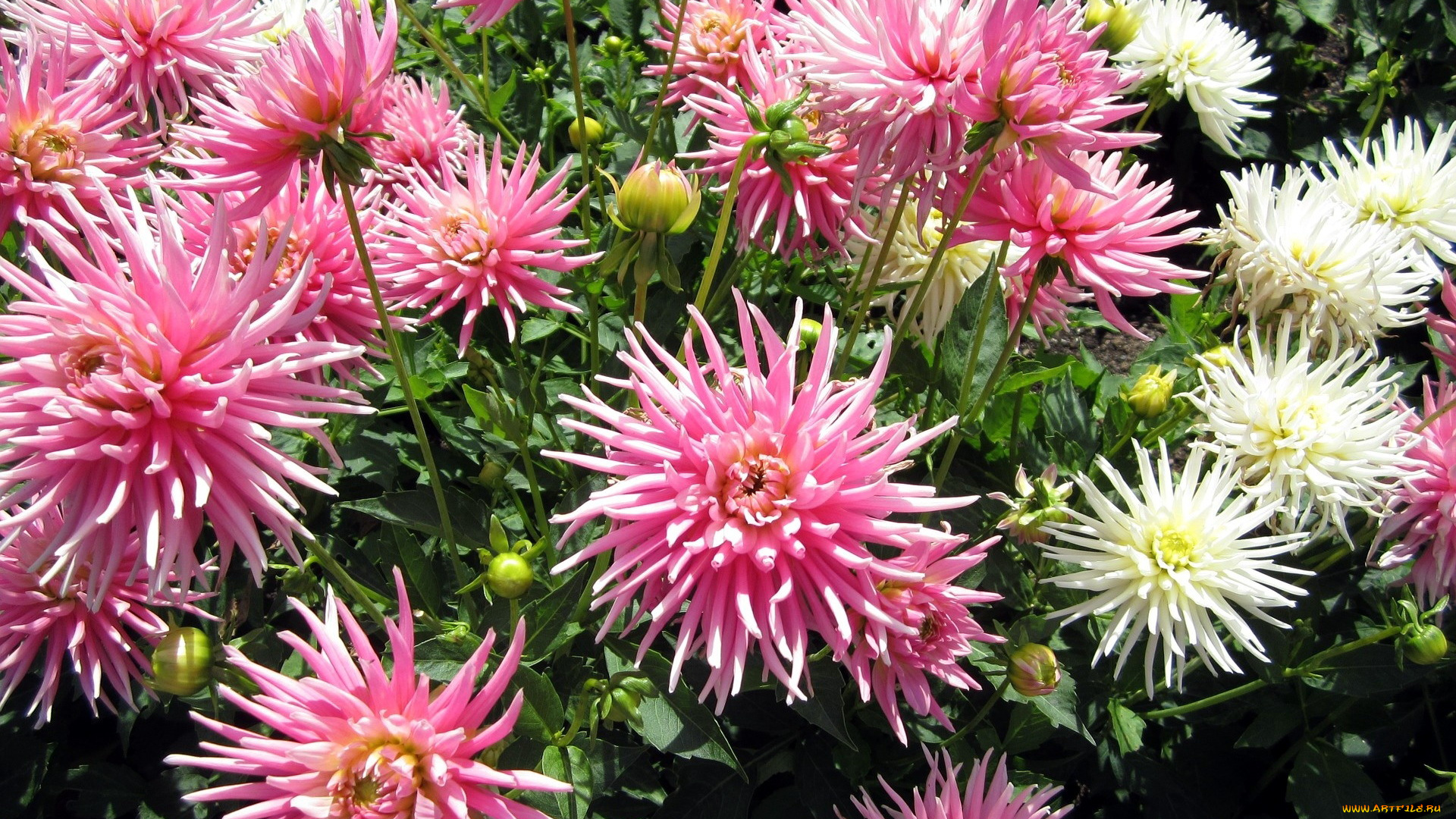 цветы, георгины, куст