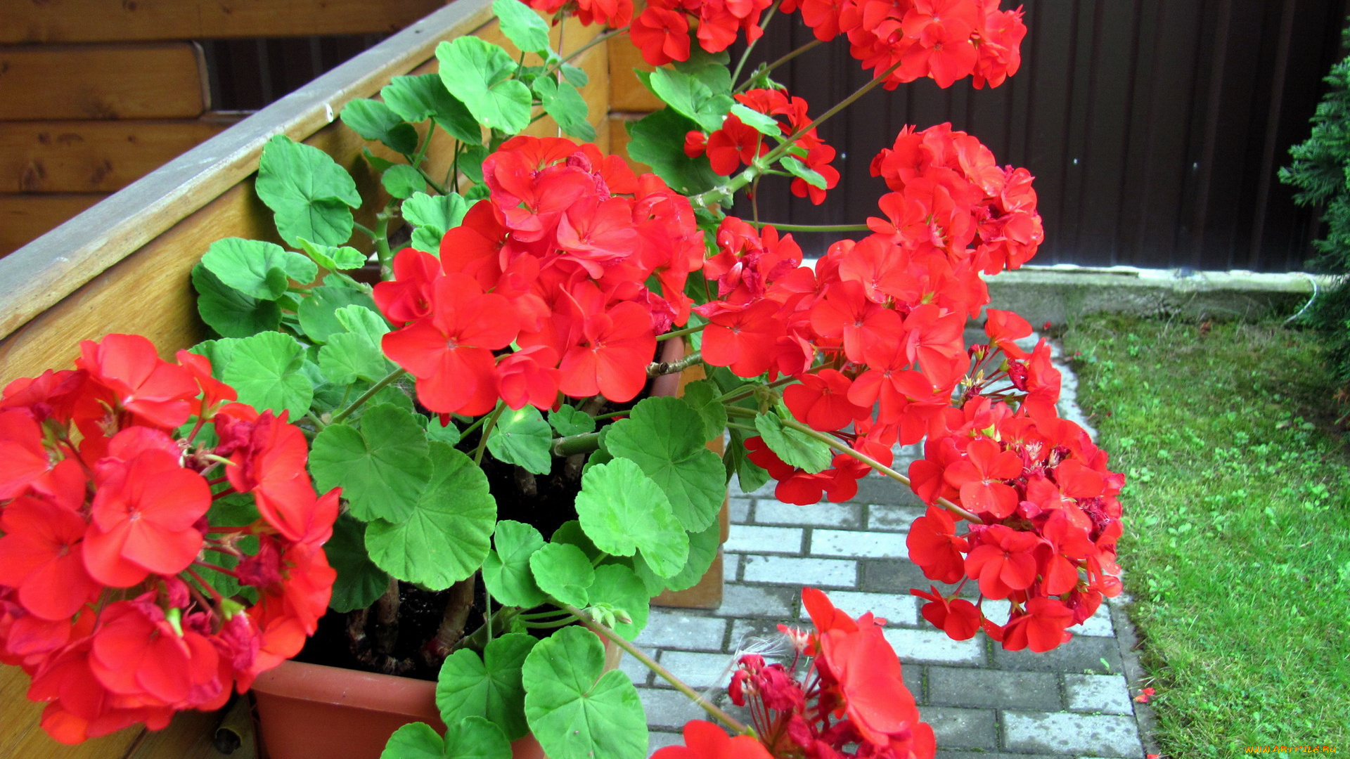 цветы, герань, алый