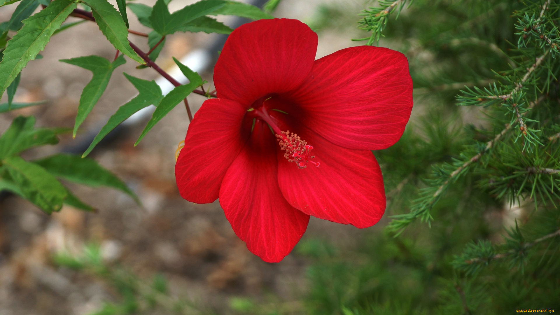 цветы, гибискусы, осень, природа