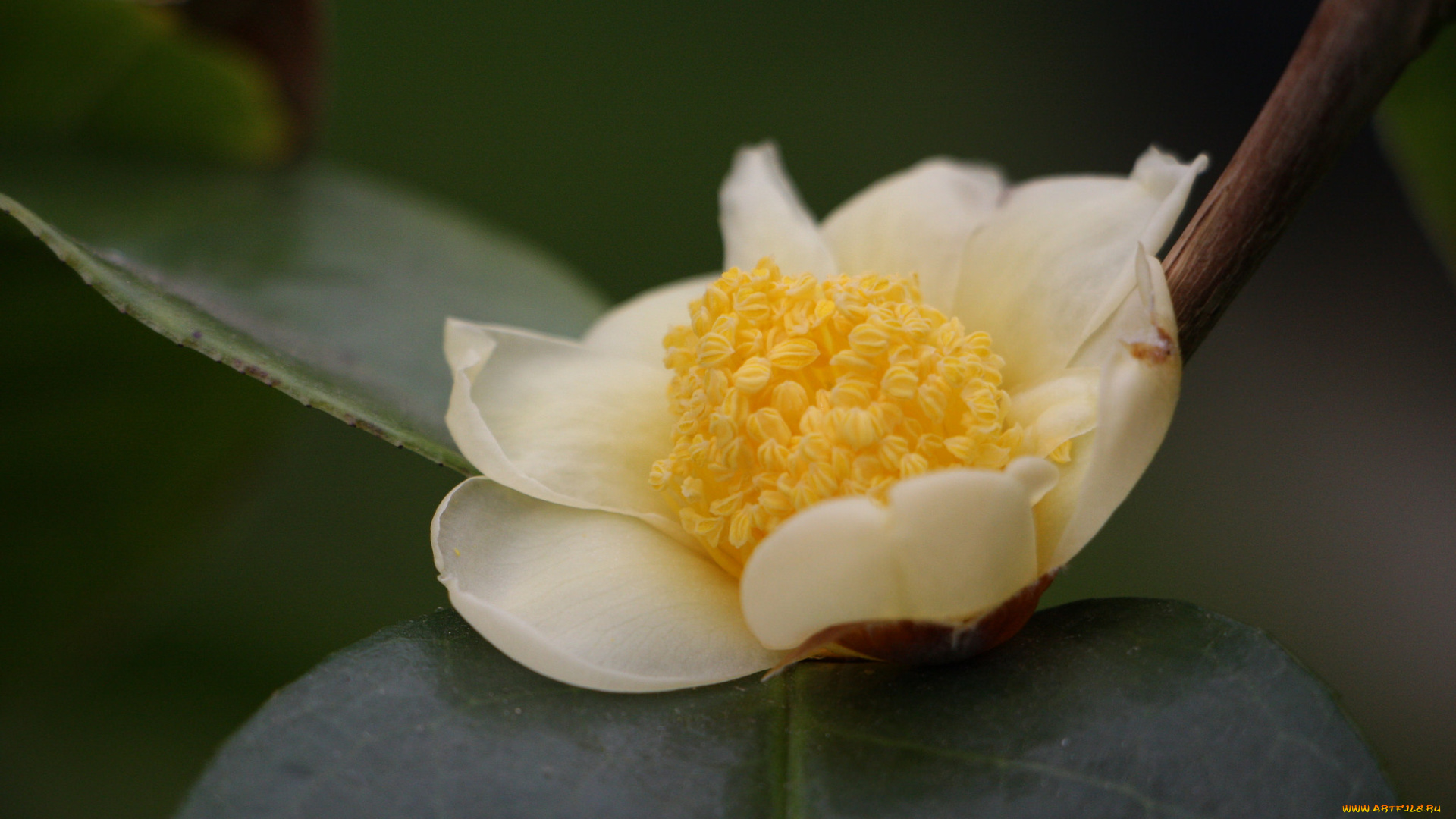 цветы, камелии, камелия, листья, бутон, цветение, кустарник, camellia, leaf, bud, flowering, shrubs
