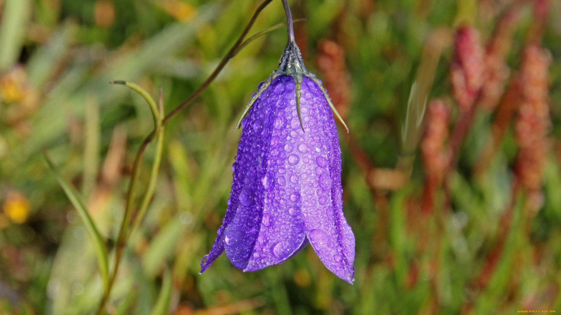 цветы, колокольчики, капли, поникший, одинокий