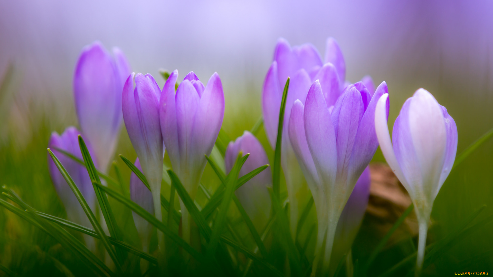 цветы, крокусы, цветение, цвет
