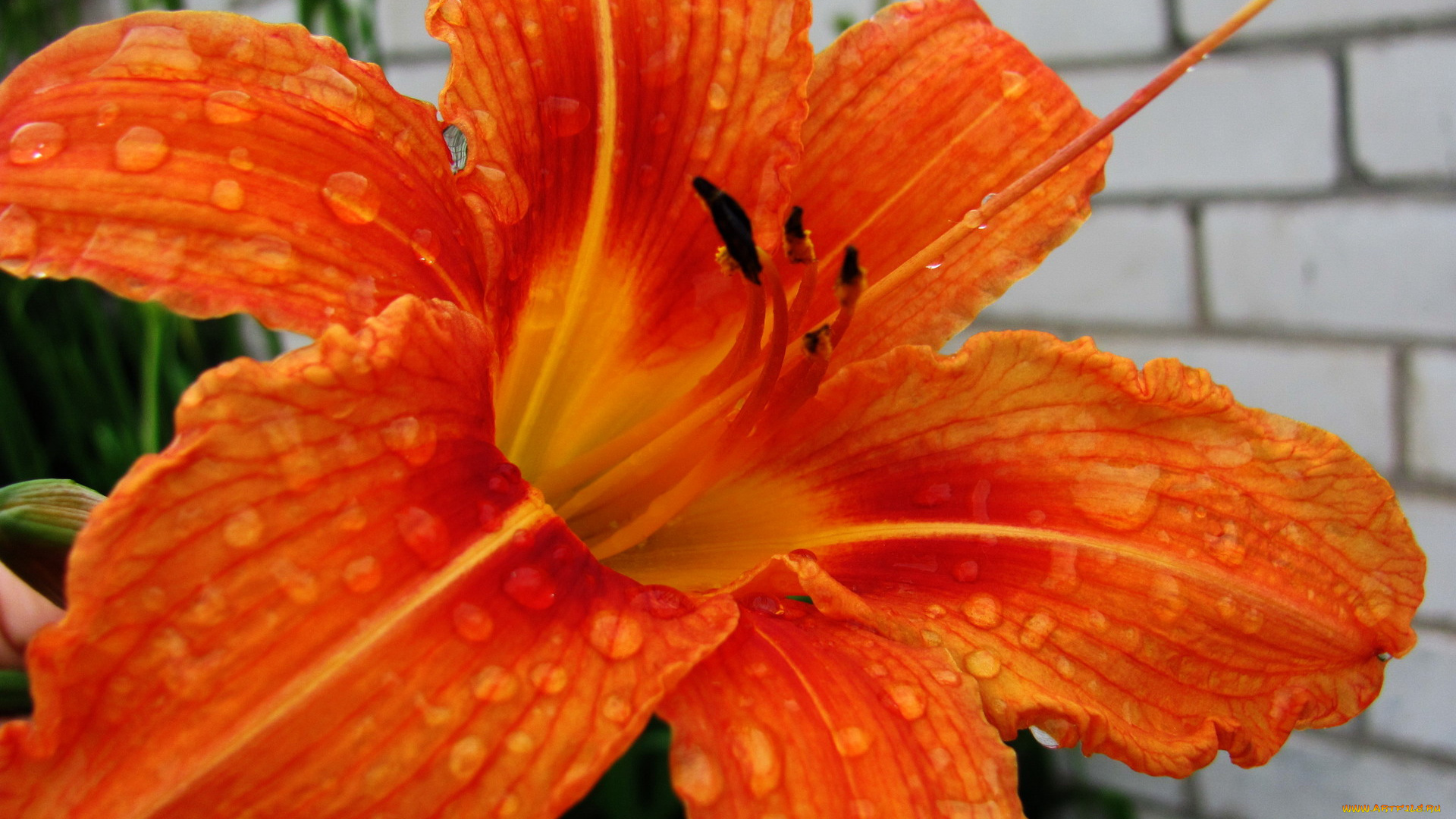 цветы, лилии, , лилейники, лилейник