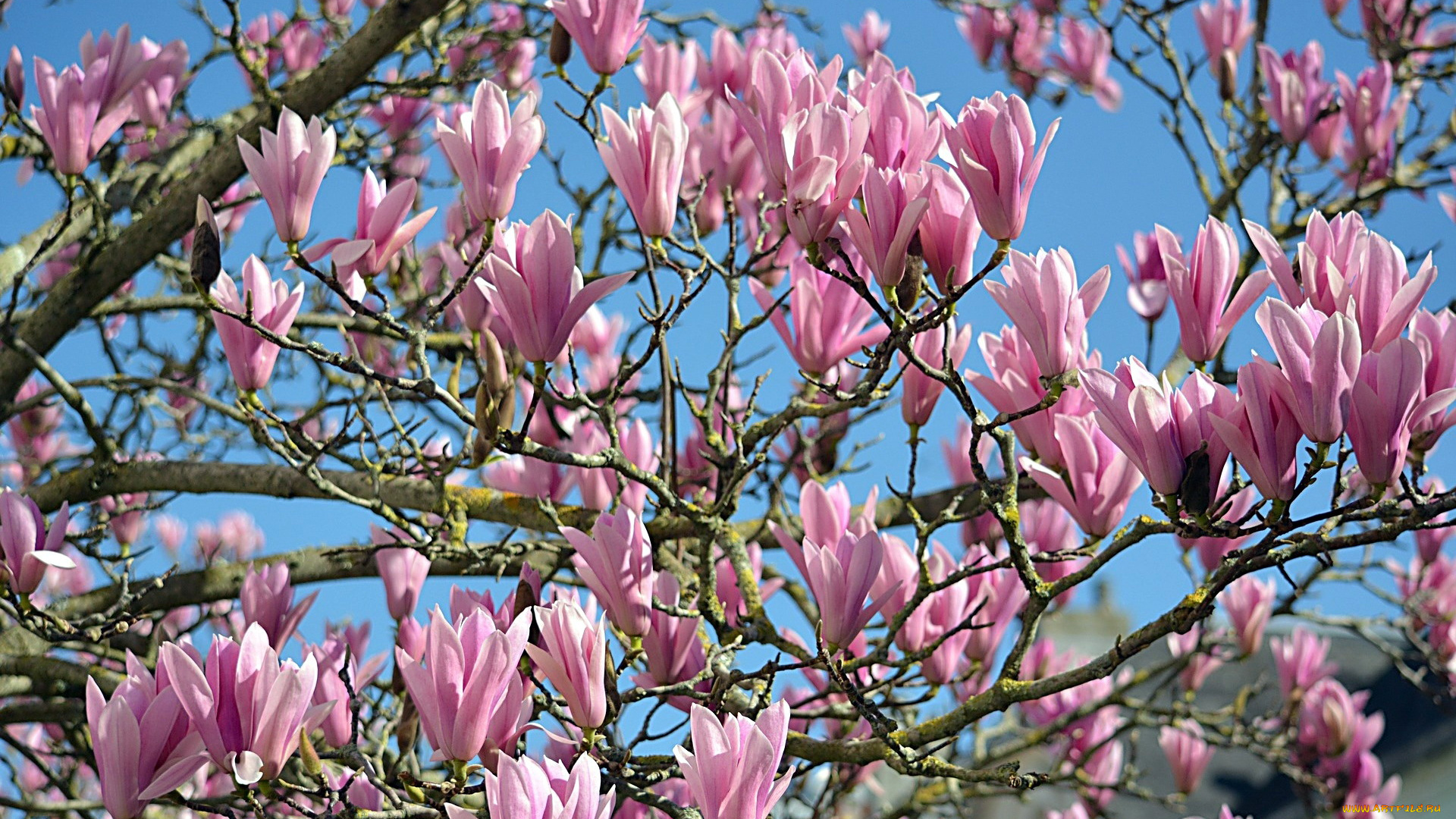 цветы, магнолии, бутоны, весна, цветение