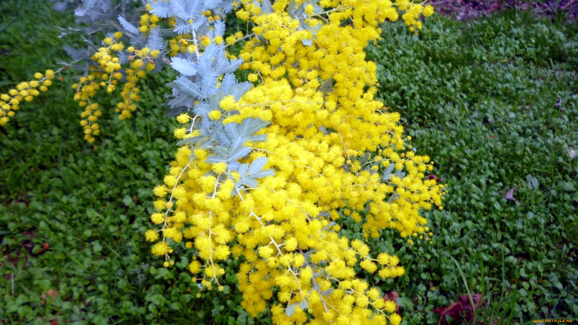 цветы, мимоза, желтый