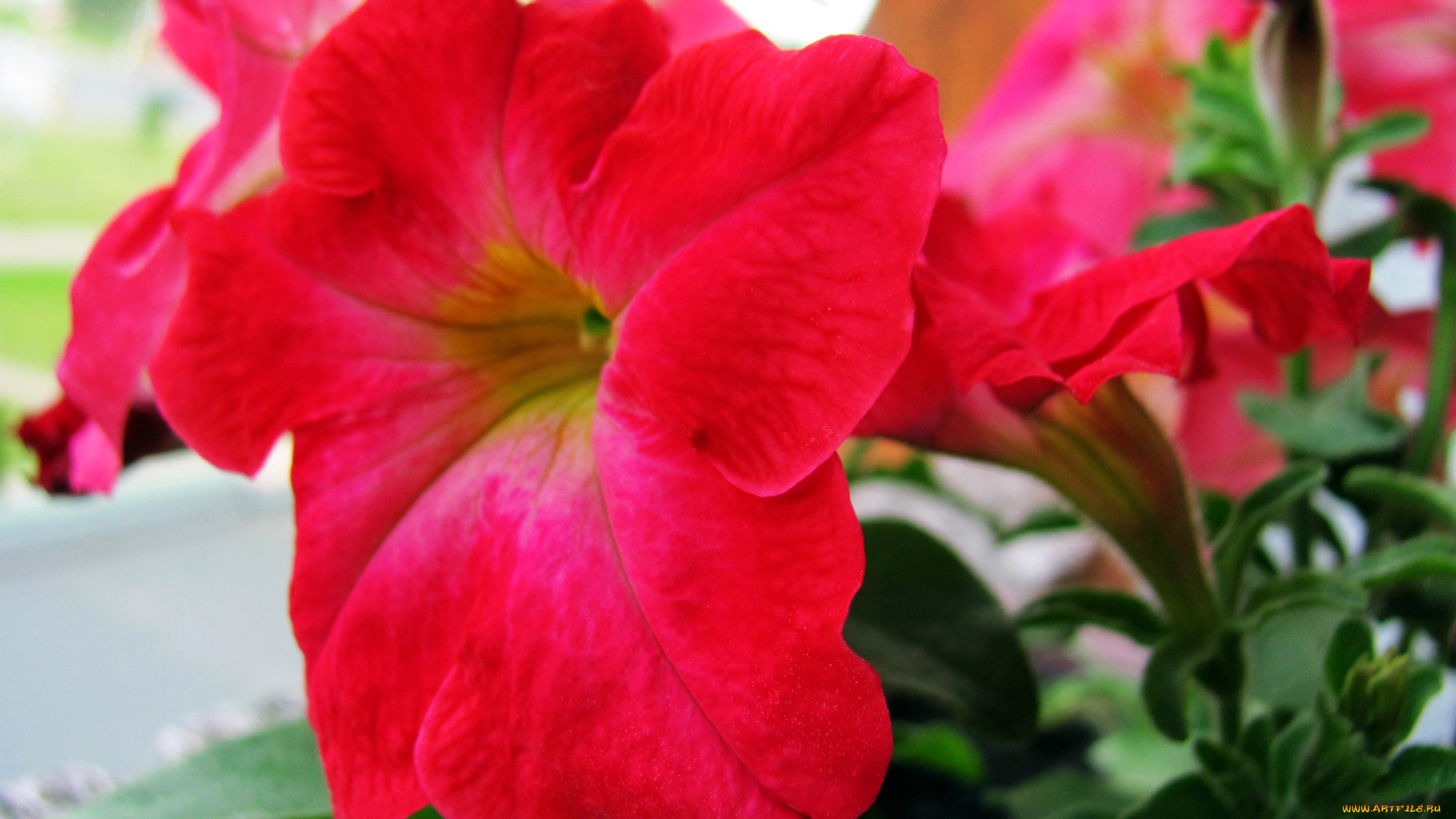 цветы, петунии, , калибрахоа, макро