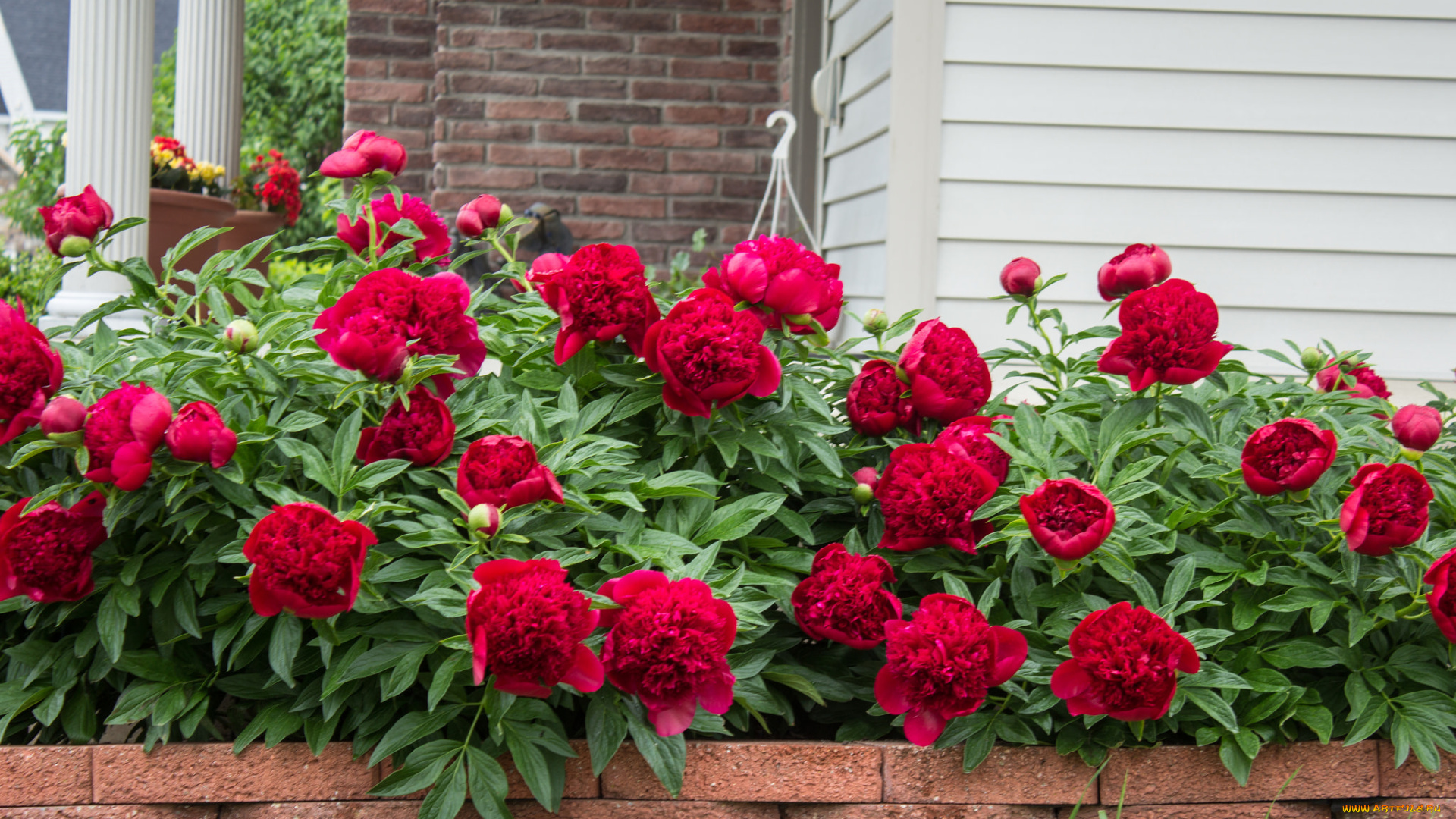 цветы, пионы, пион, бутон, лепестки, листья, цветение