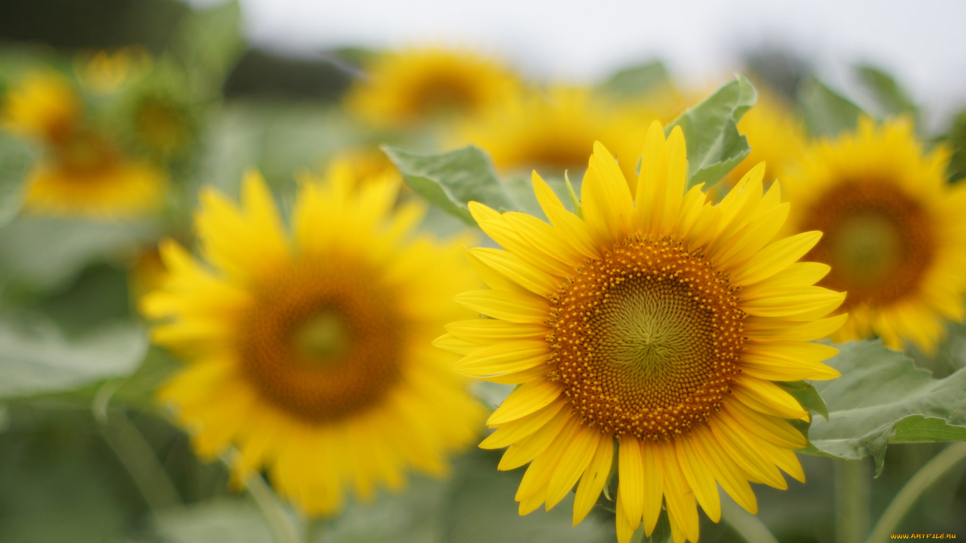 цветы, подсолнухи, подсолнух, лепестки, ярко, цветение
